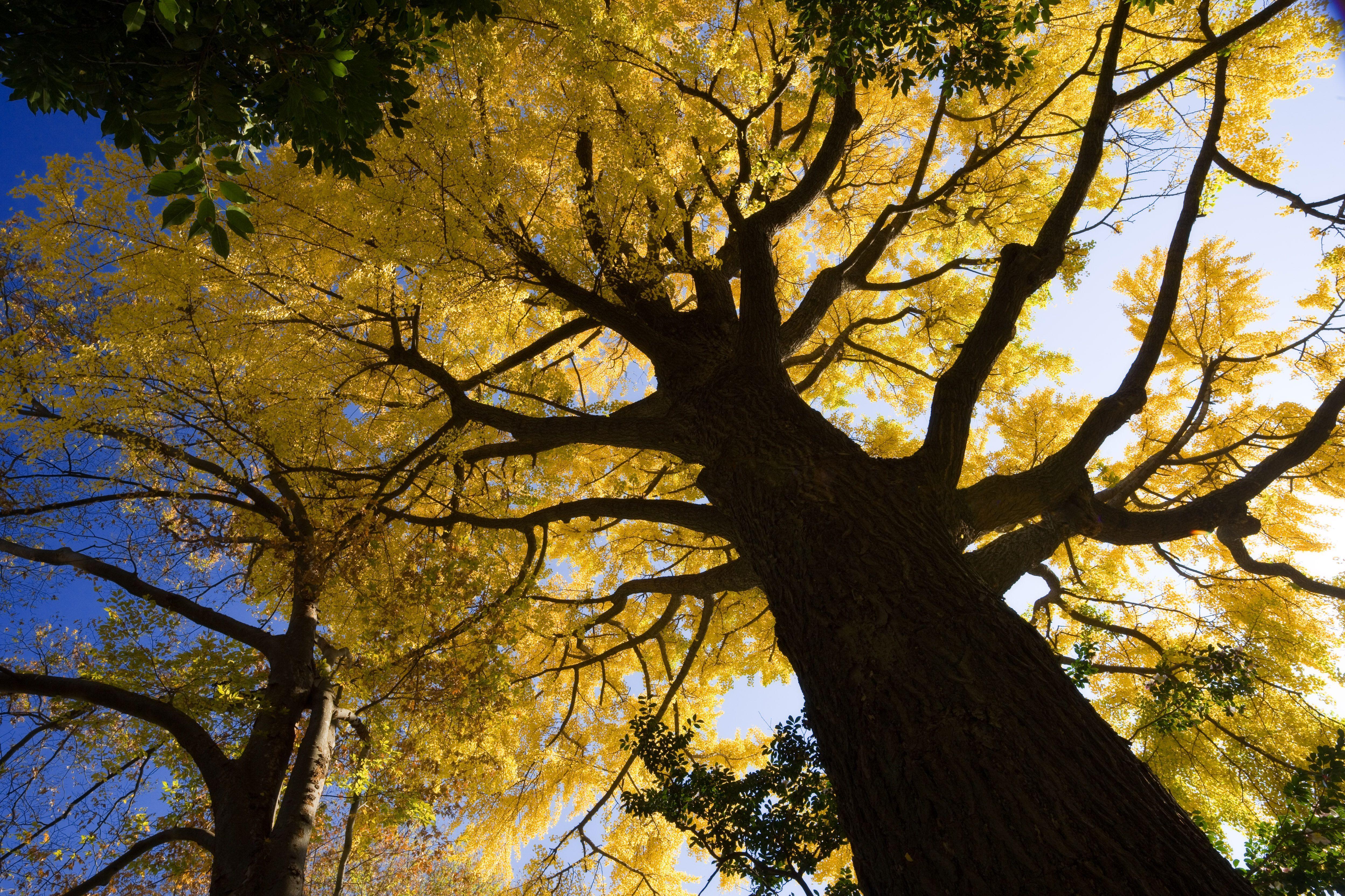 4992x3328 Maidenhair Tree. Forest wallpaper .com