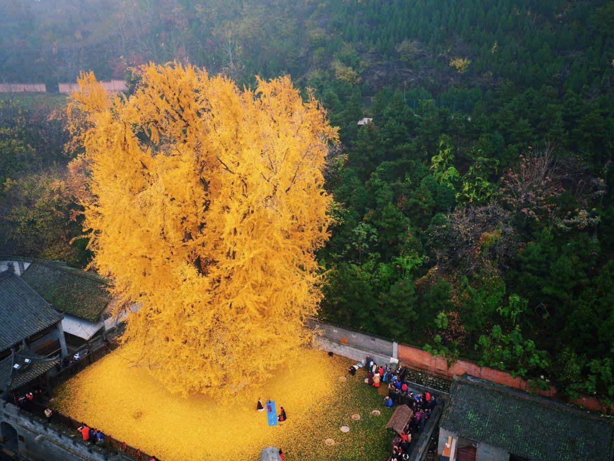 1200x900 year old ginkgo