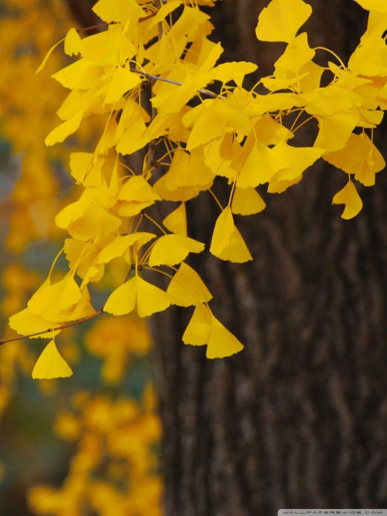 768x1024 Ginkgo Ultra HD Desktop Background .