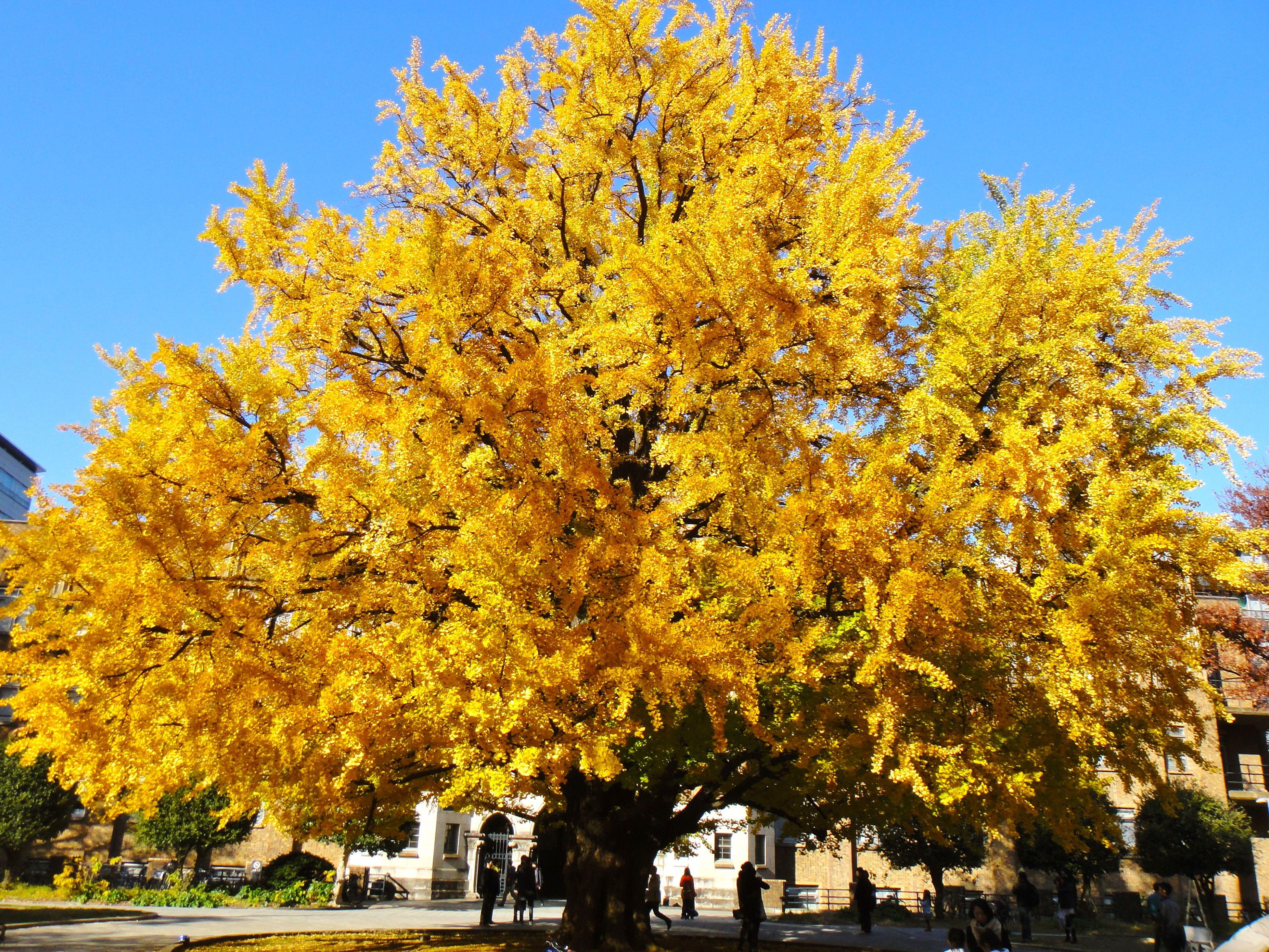 3708x2781 Ginko Trees in Fall, Tokyo University .