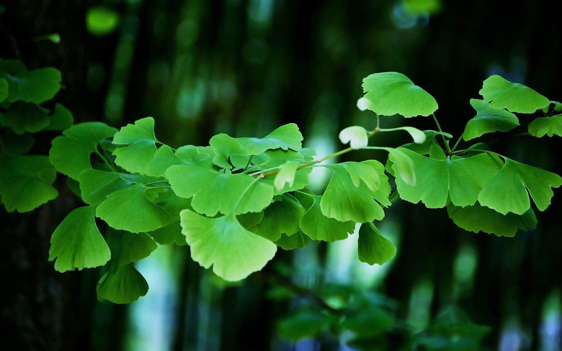 1920x1200 Ginkgo Biloba Leaves Plant Wallpaper .