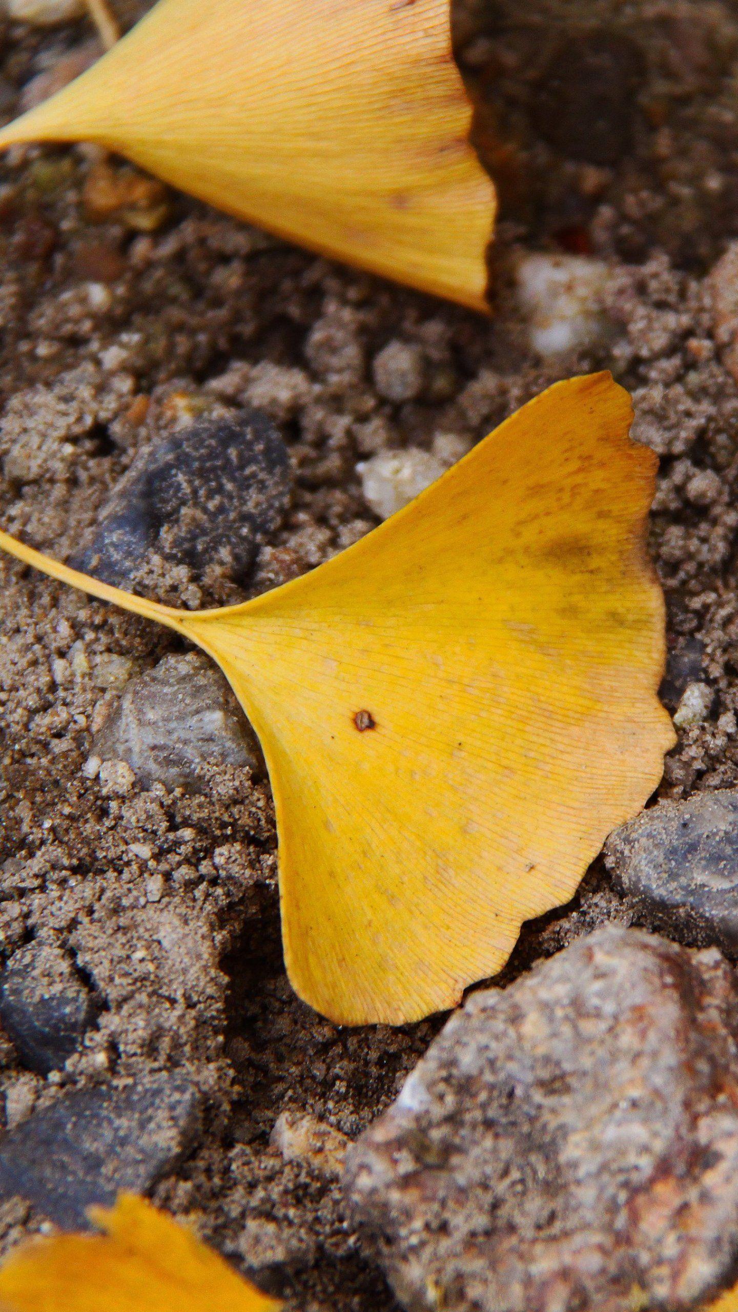 1440x2560 Ginkgo Leaf Wallpaper, Android .