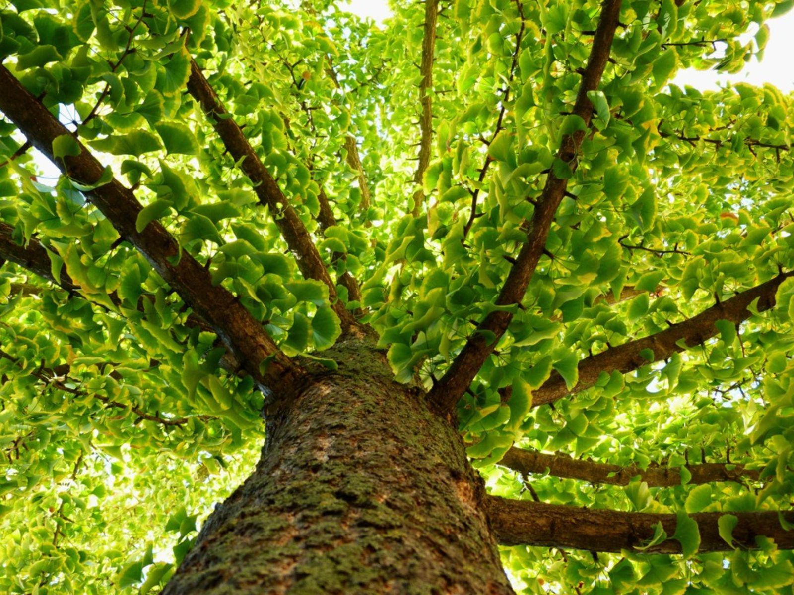 1600x1200 Tips For Growing Ginkgo