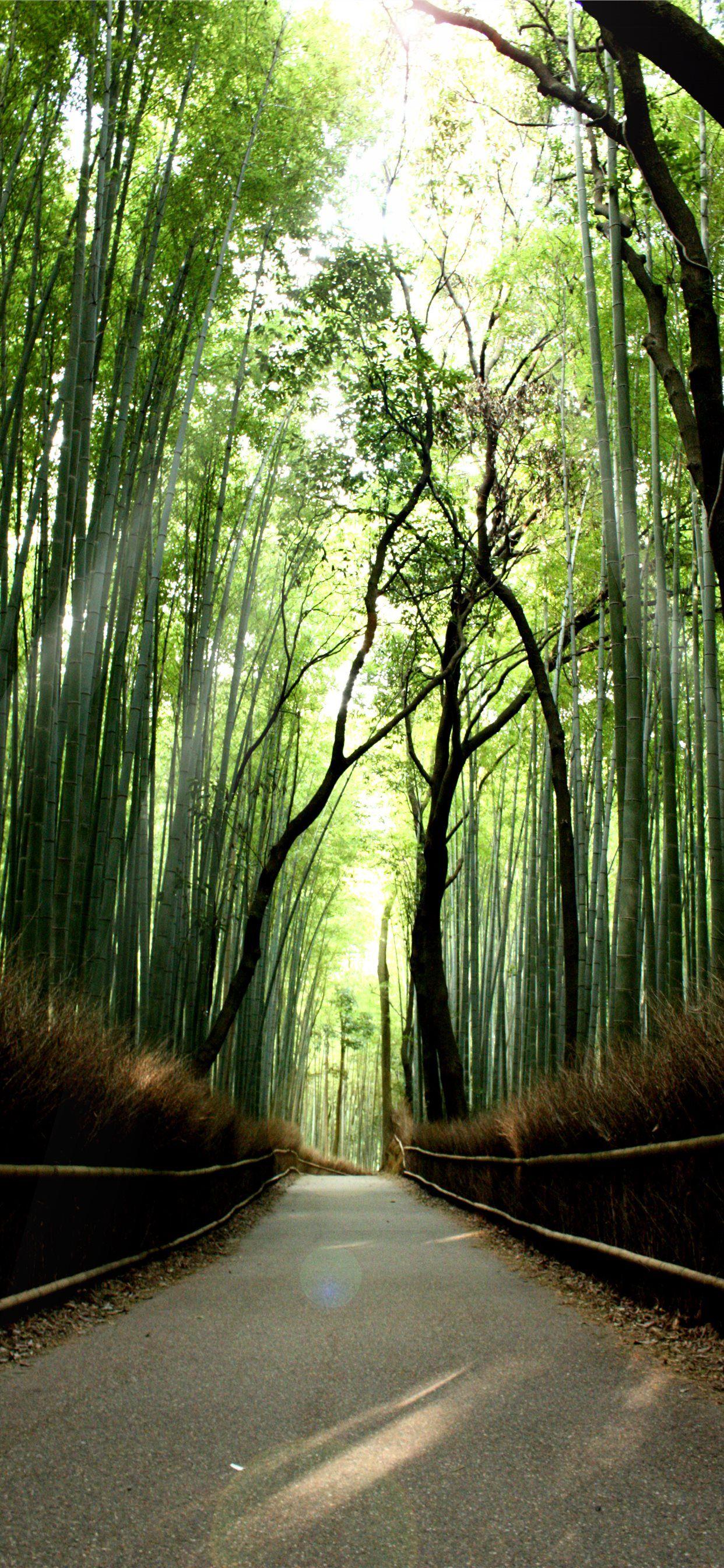 1242x2688 Sagano Bamboo Forest iPhone X Wallpaper Free Download