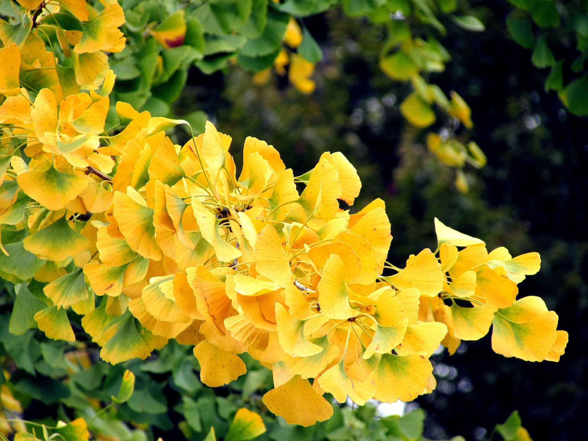 2048x1536 Hiroshima Ginkgo Trees .