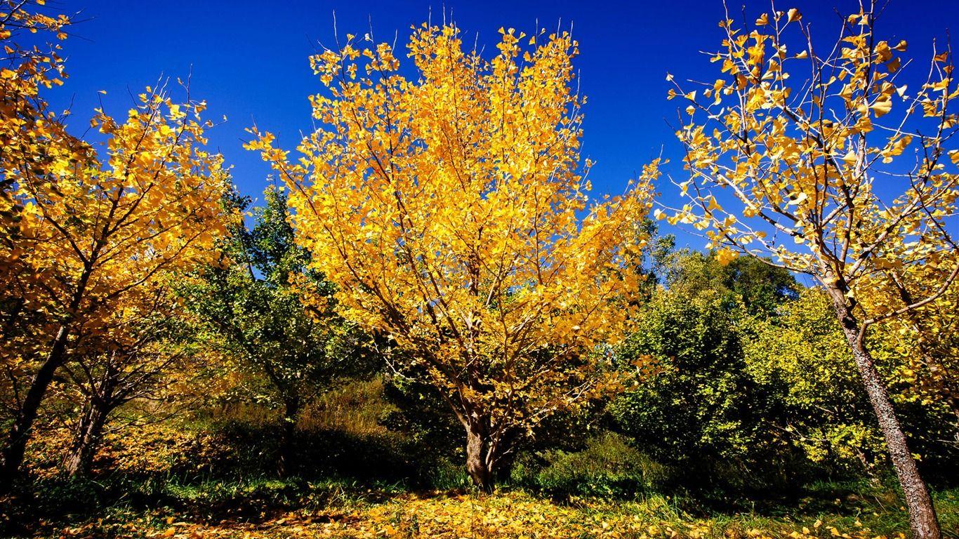 1366x768 Chinese Ginkgo Trees Fall Scenery High .
