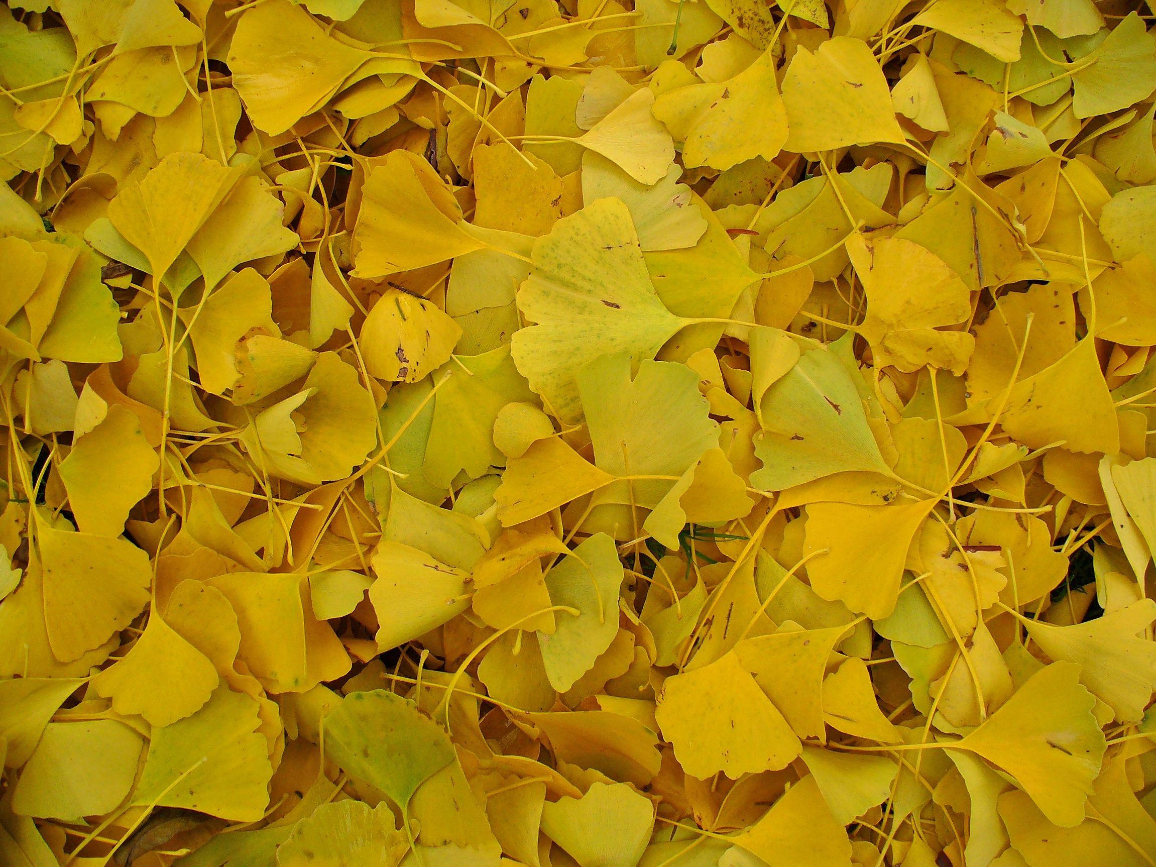 2302x1726 Ginkgo biloba .commons.
