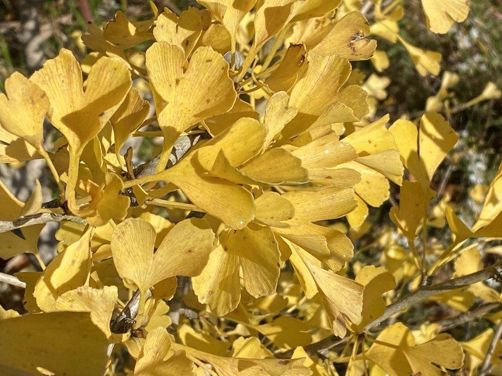1024x768 Buy Ginkgo biloba 'Alberta' Narrow .mrmaple.com · Out of stock