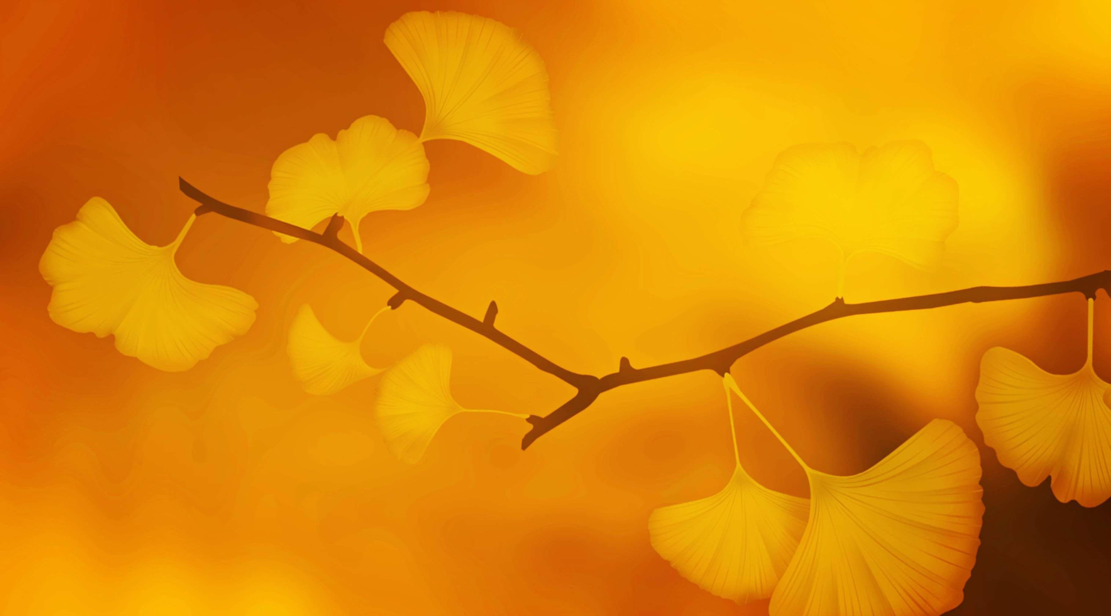 Ginkgo Tree Wallpapers - Top Free Ginkgo Tree Backgrounds - WallpaperAccess