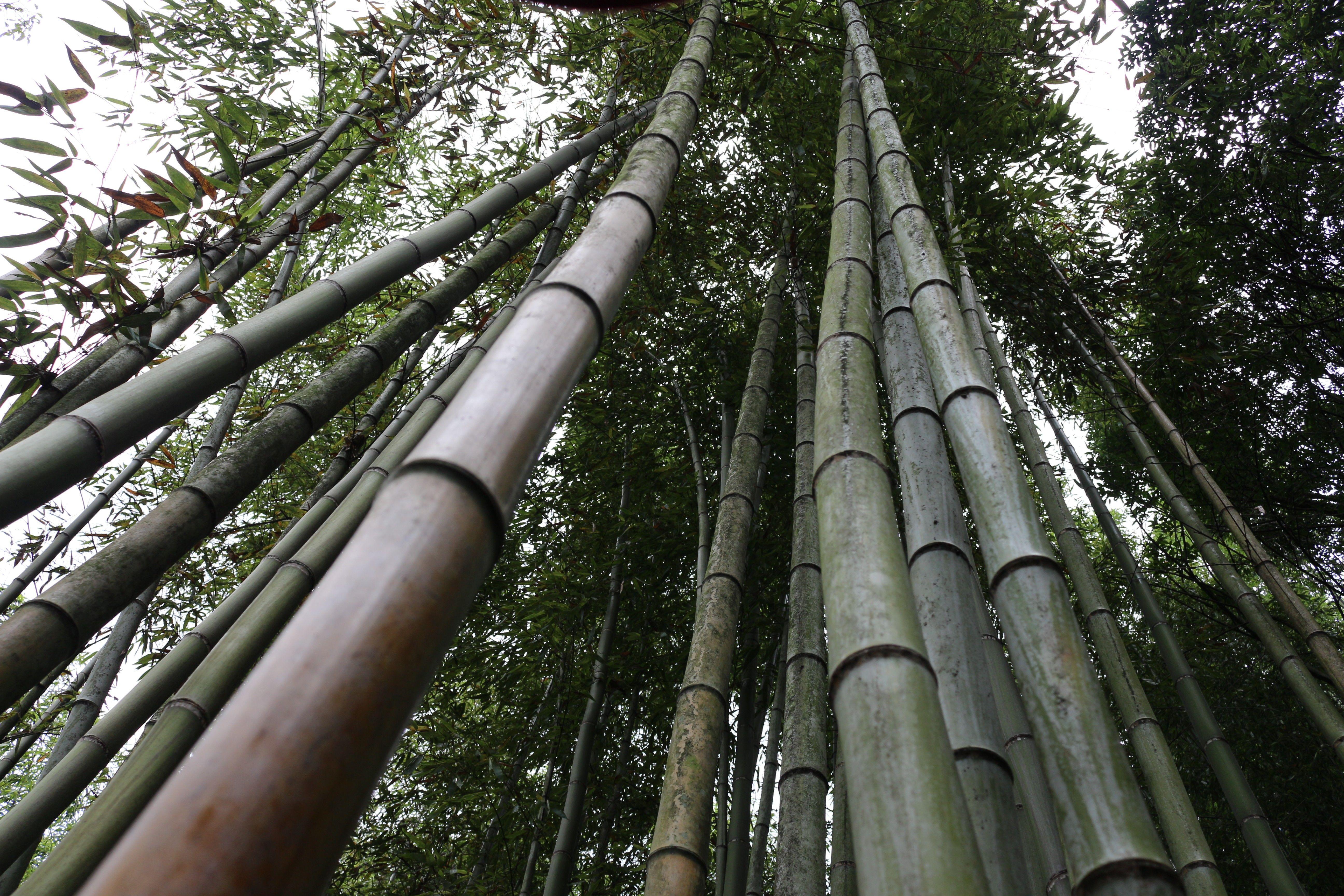 5184x3456 Bamboo Forest Landscape Japanese Garden .