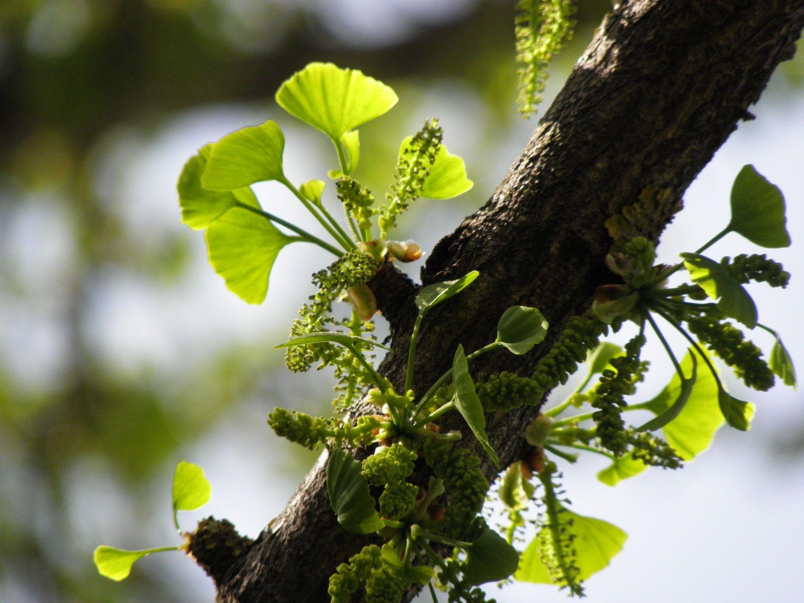 1600x1200 Ginkgo biloba L. Plants of the World .