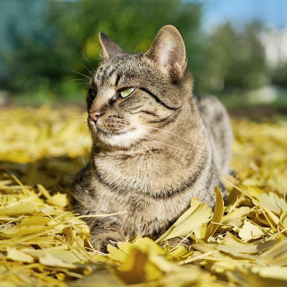 1000x1000 Ginkgo Biloba Picture. Download Free .com