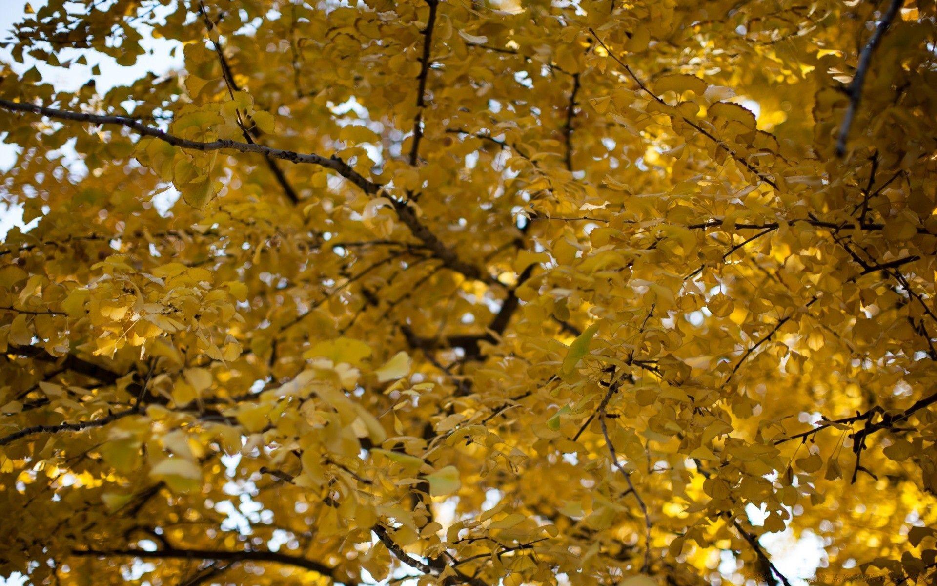 1920x1200 Yellow Ginkgo Tree Wallpapermillion