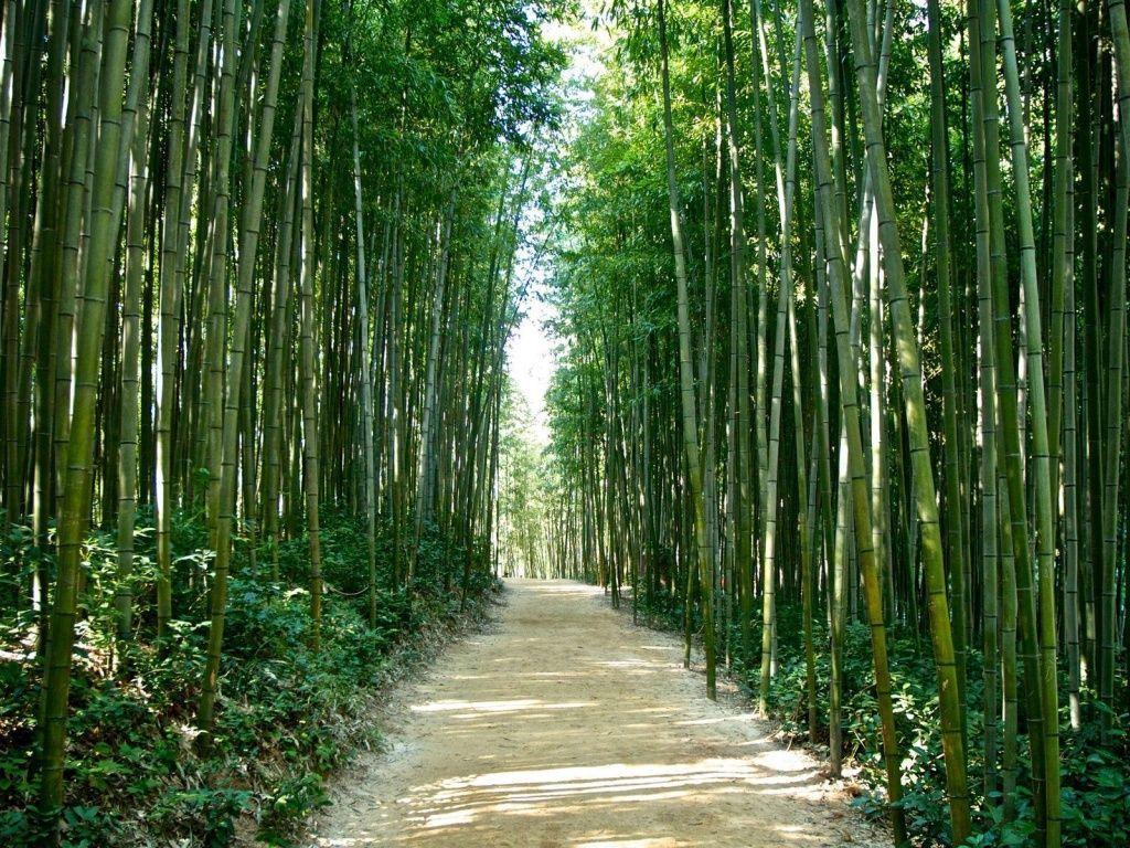 Japanese Bamboo Wallpapers Top Free Japanese Bamboo Backgrounds