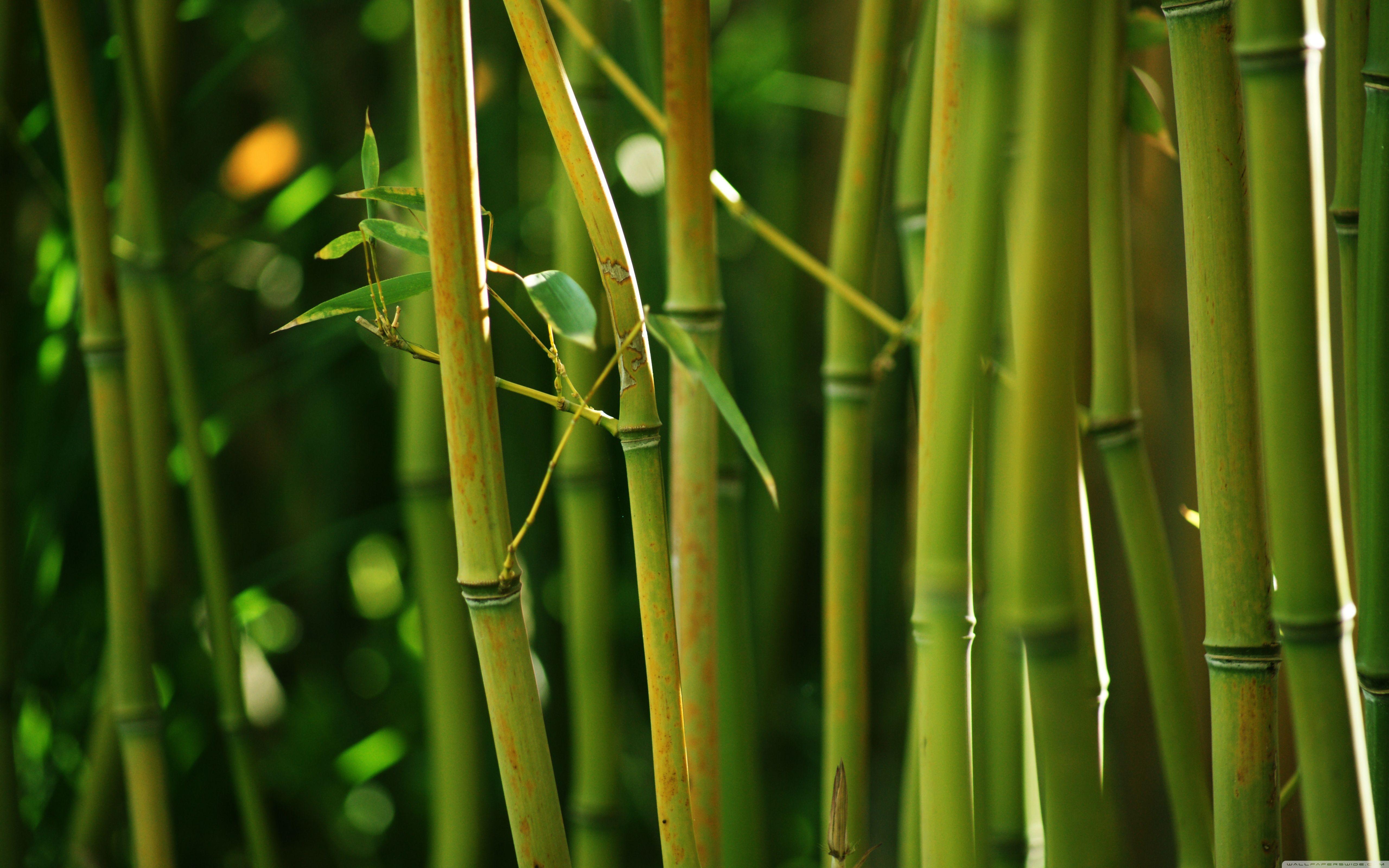 Japanese Bamboo Wallpapers Top Free Japanese Bamboo Backgrounds