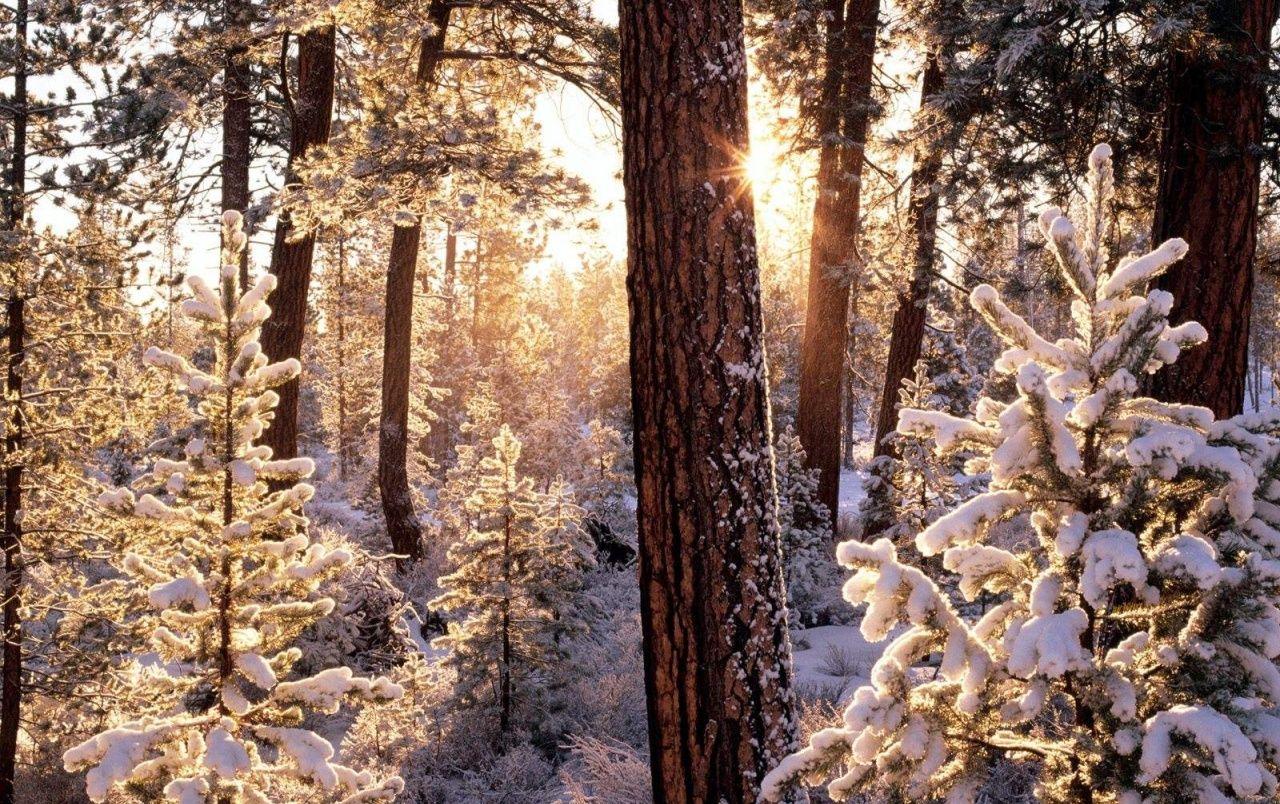1280x804 Oregon Winter wallpaper. Oregon .