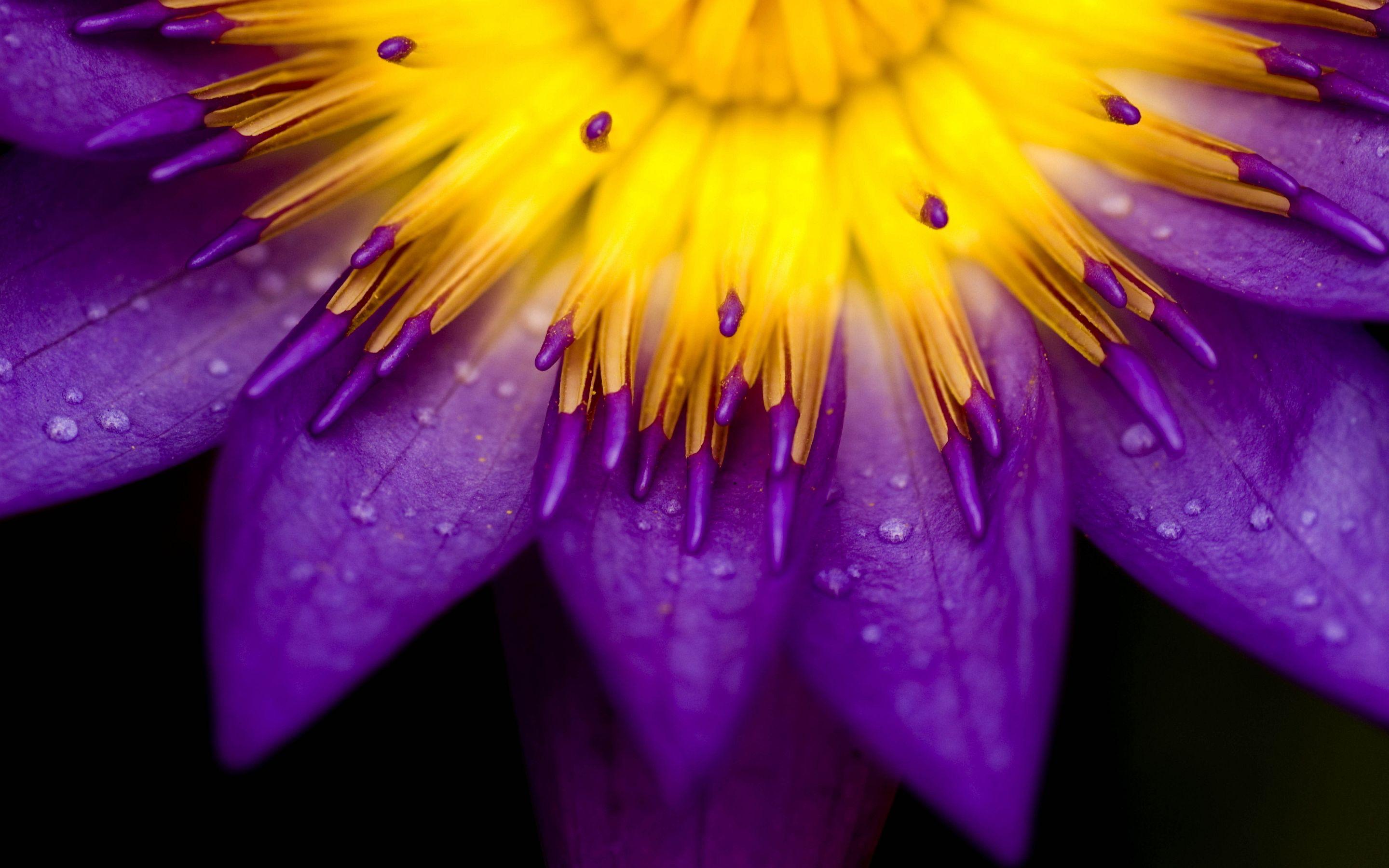 2880x1800 Macro purple yellow flower -