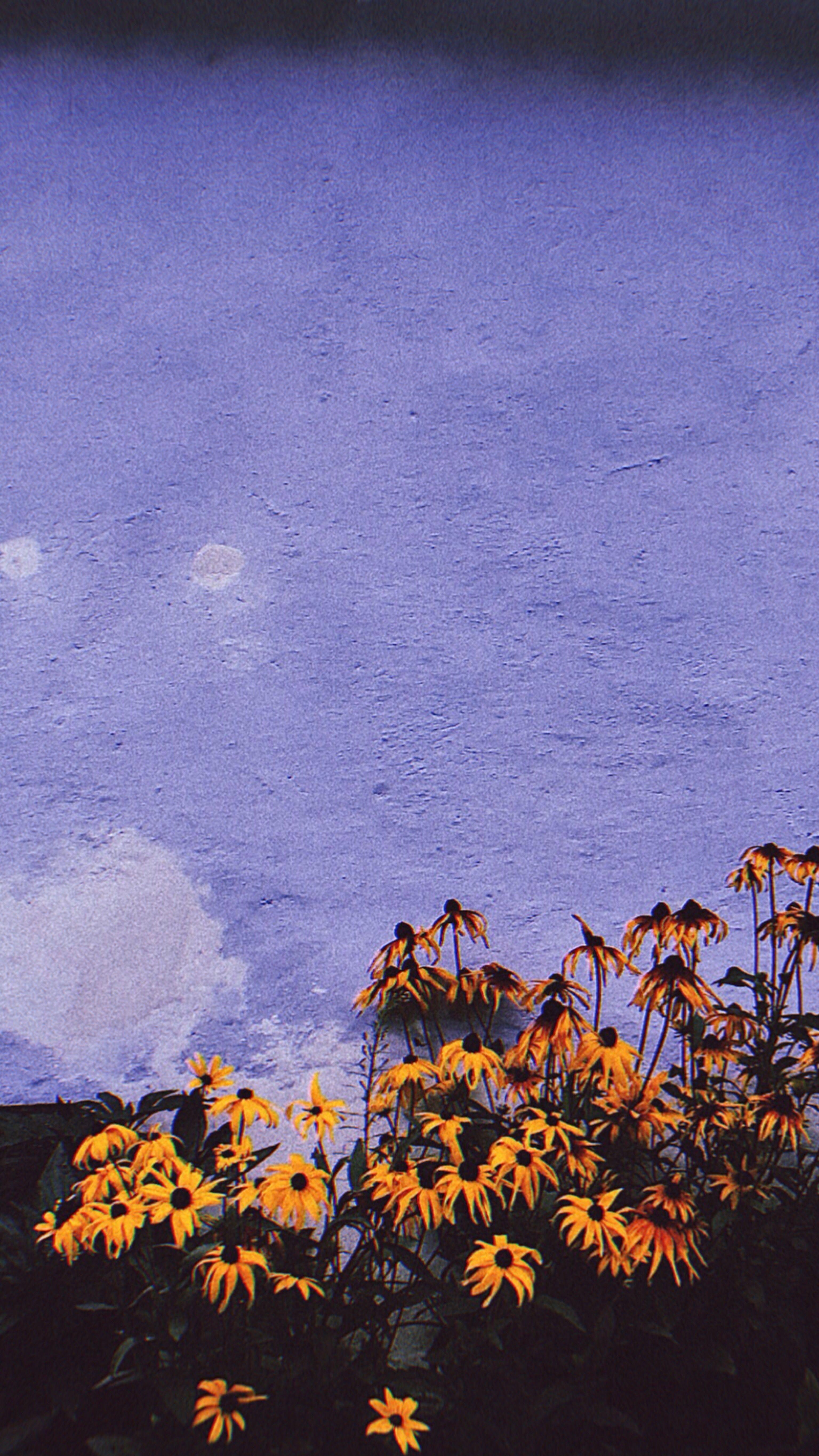 3072x5460 Yellow flowers purple wall phone .com
