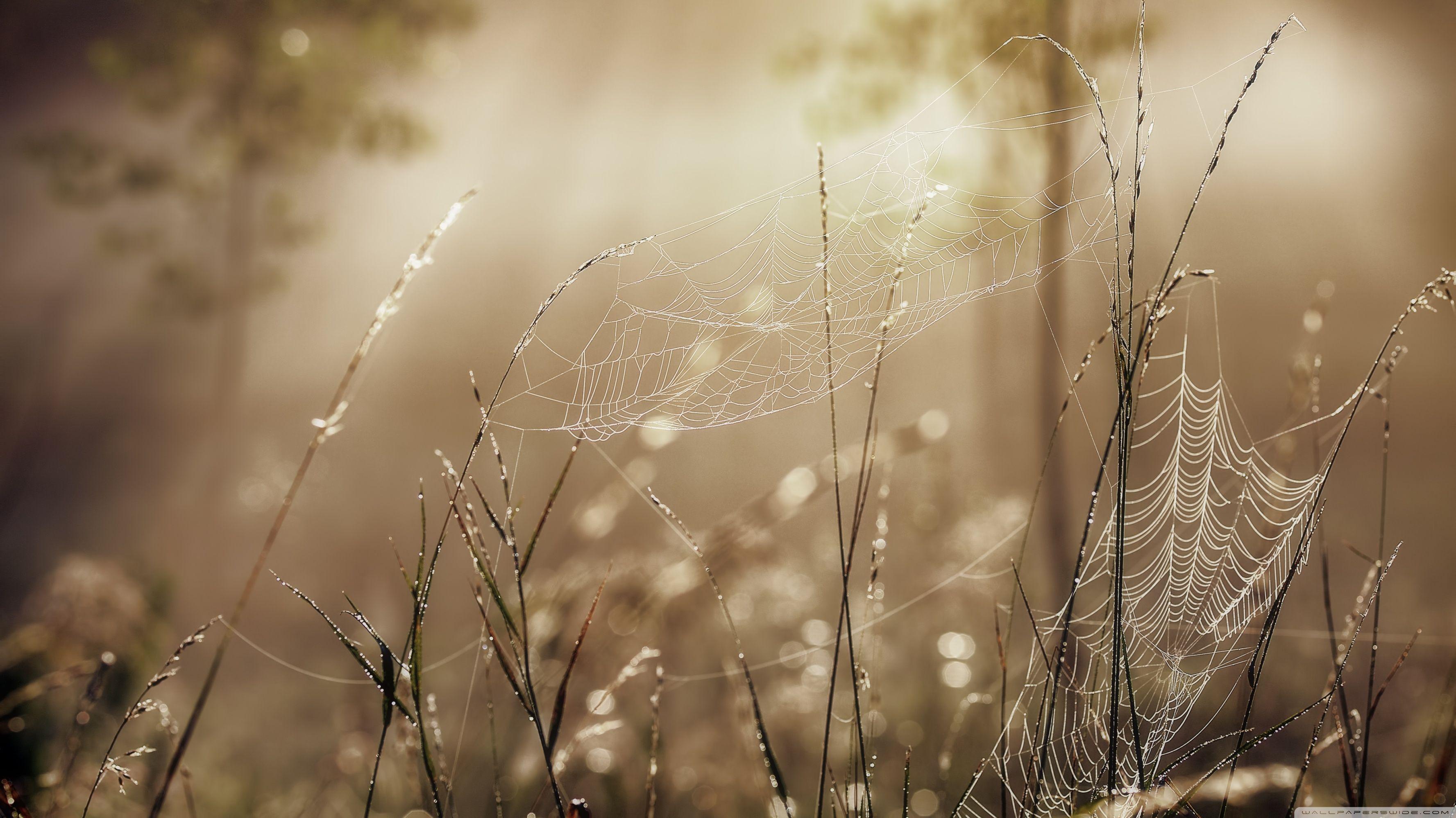 3554x1999 the Golden Hour Ultra HD Desktop .