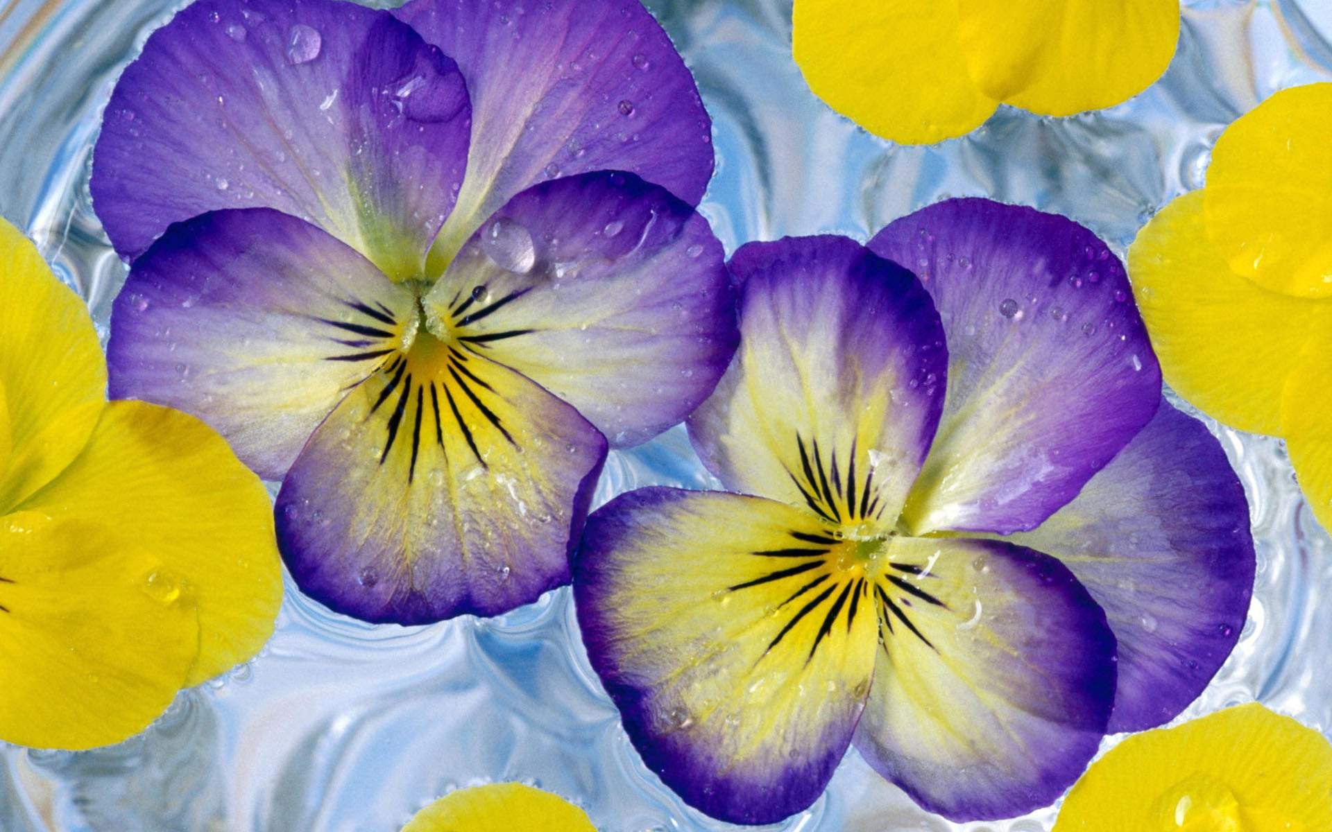 1920x1200 Purple Yellow Flowers Wallpaper on .wallpaper.dog