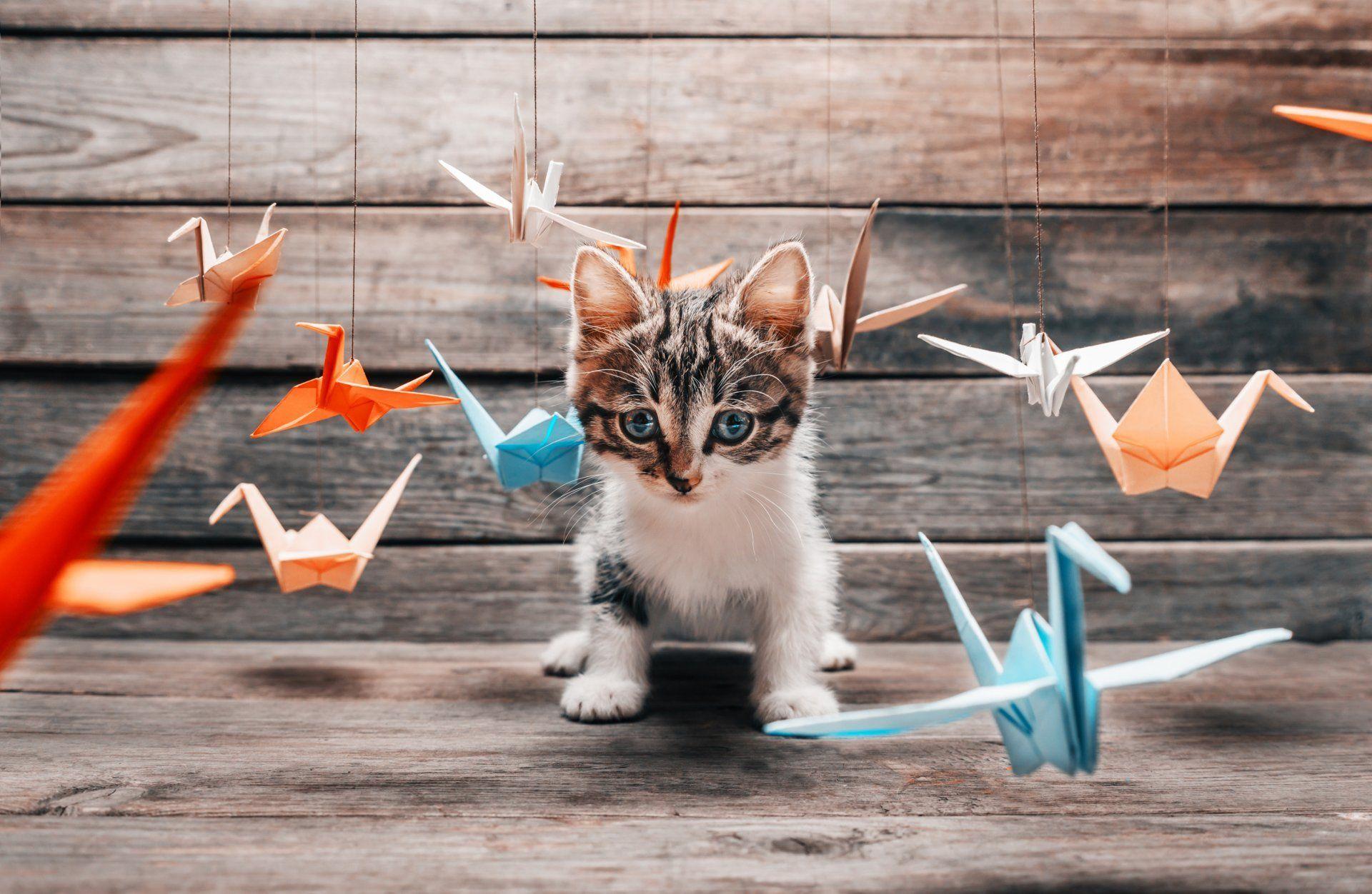 1920x1252 cat kotyara mustache feet tail furry position hunter training game