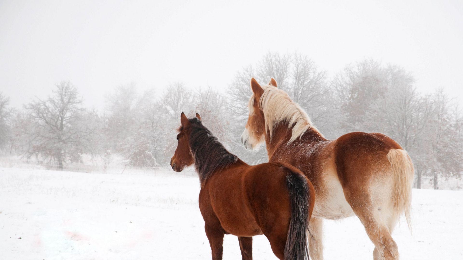 1920x1080 Horses In The Snow Wallpaper .