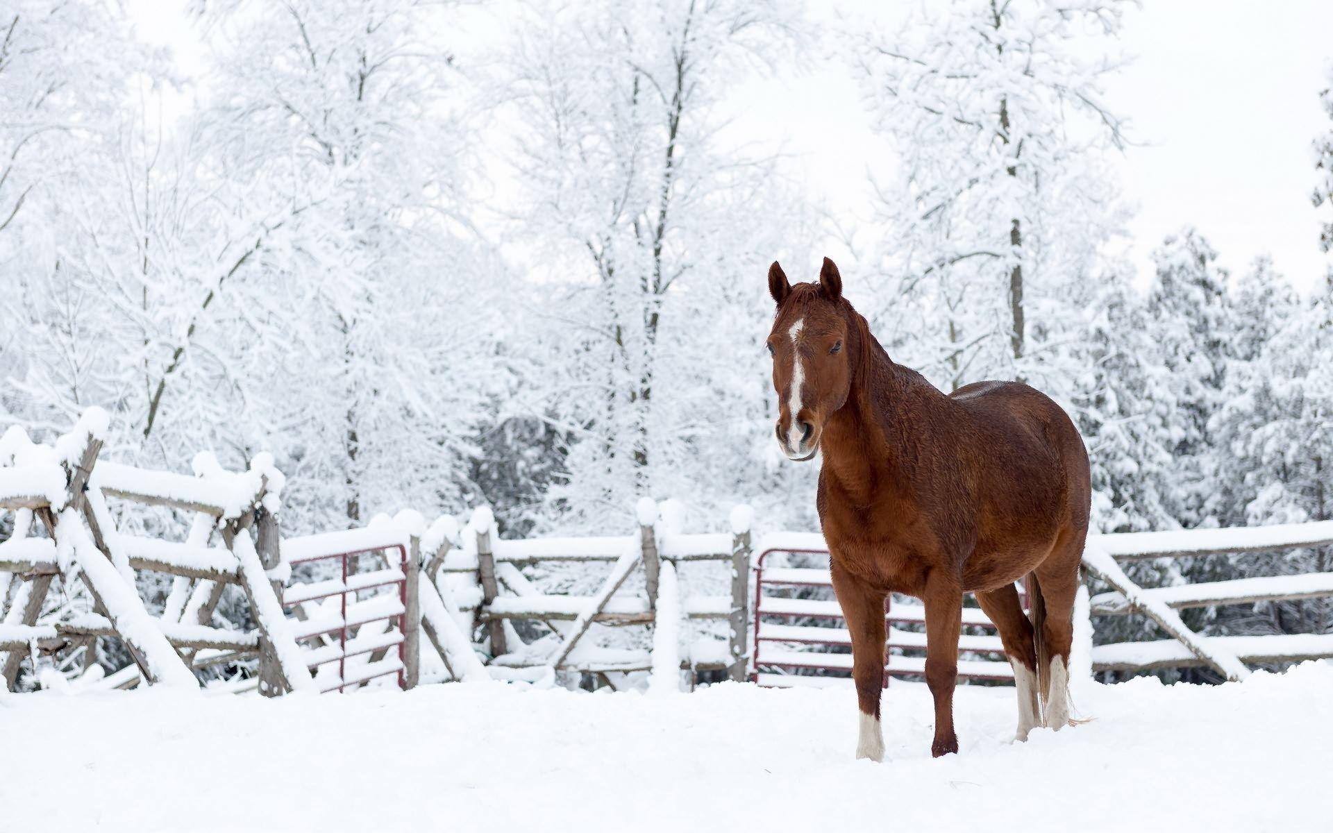 1920x1200 desktop wallpaper downloads horse .com