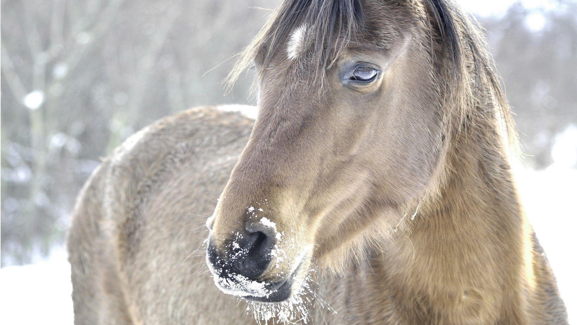 1920x1080 Horses In The Snow Wallpaper .