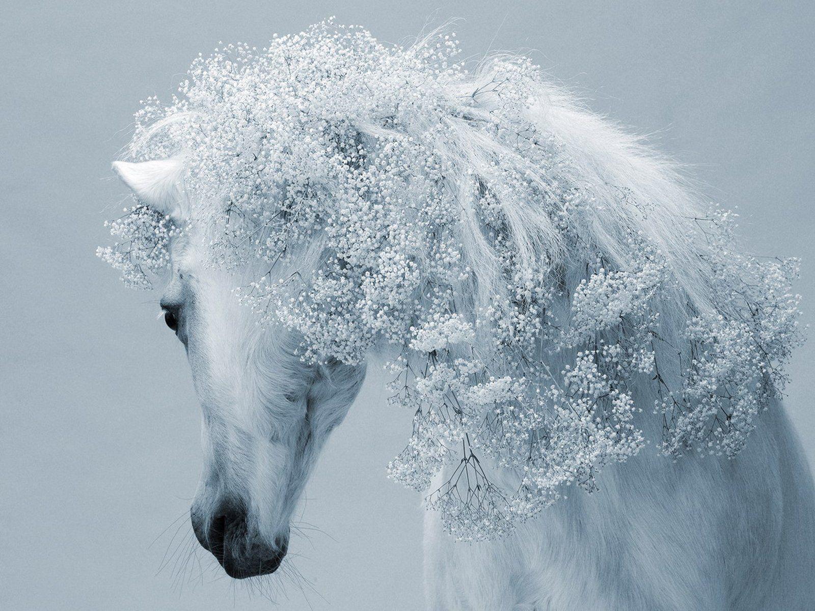1600x1200 Winter Horses Picture Wallpaper .