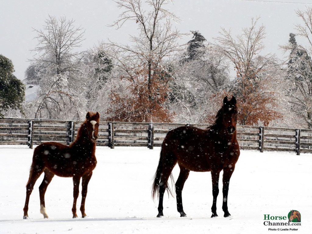 1024x768 Winter Equine Screensaver and .