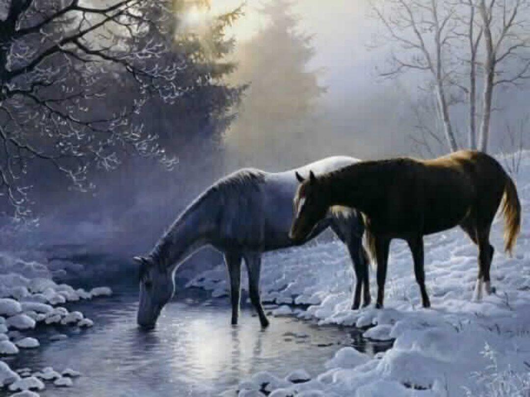 1080x810 Beautiful Wallpaper Horses .