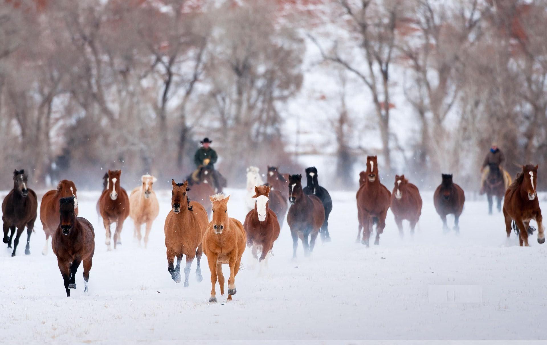 1920x1212 Horses In The Snow Wallpaper .