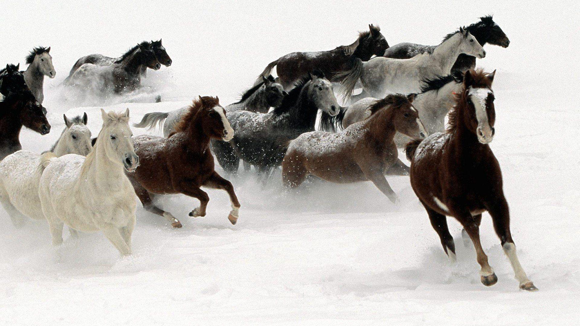 1920x1080 Horses in the Snow Wallpaper on .
