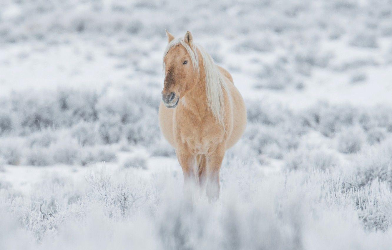 1332x850 Wallpaper winter, snow, horse, horse .