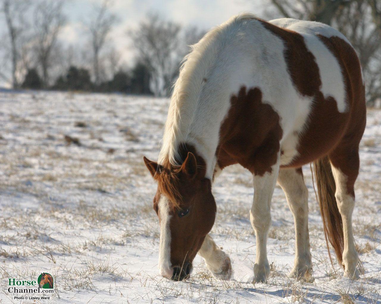 1280x1024 Winter Equine Screensaver and .