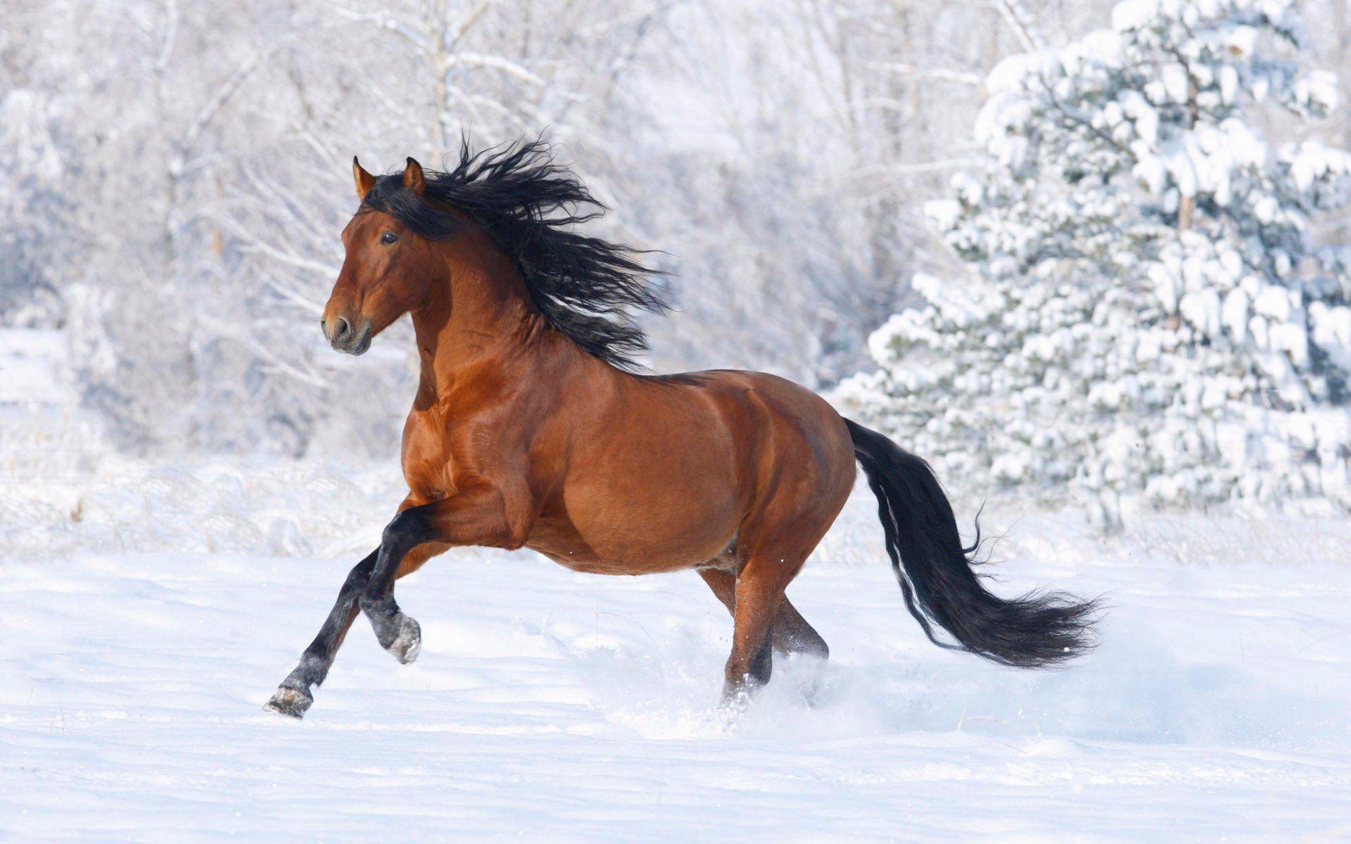 1920x1200 Winter Horses Picture Wallpaper .