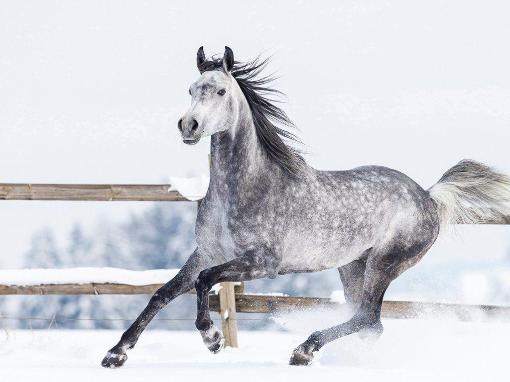 1024x768 Arabian Horse in Winter. Horses .com