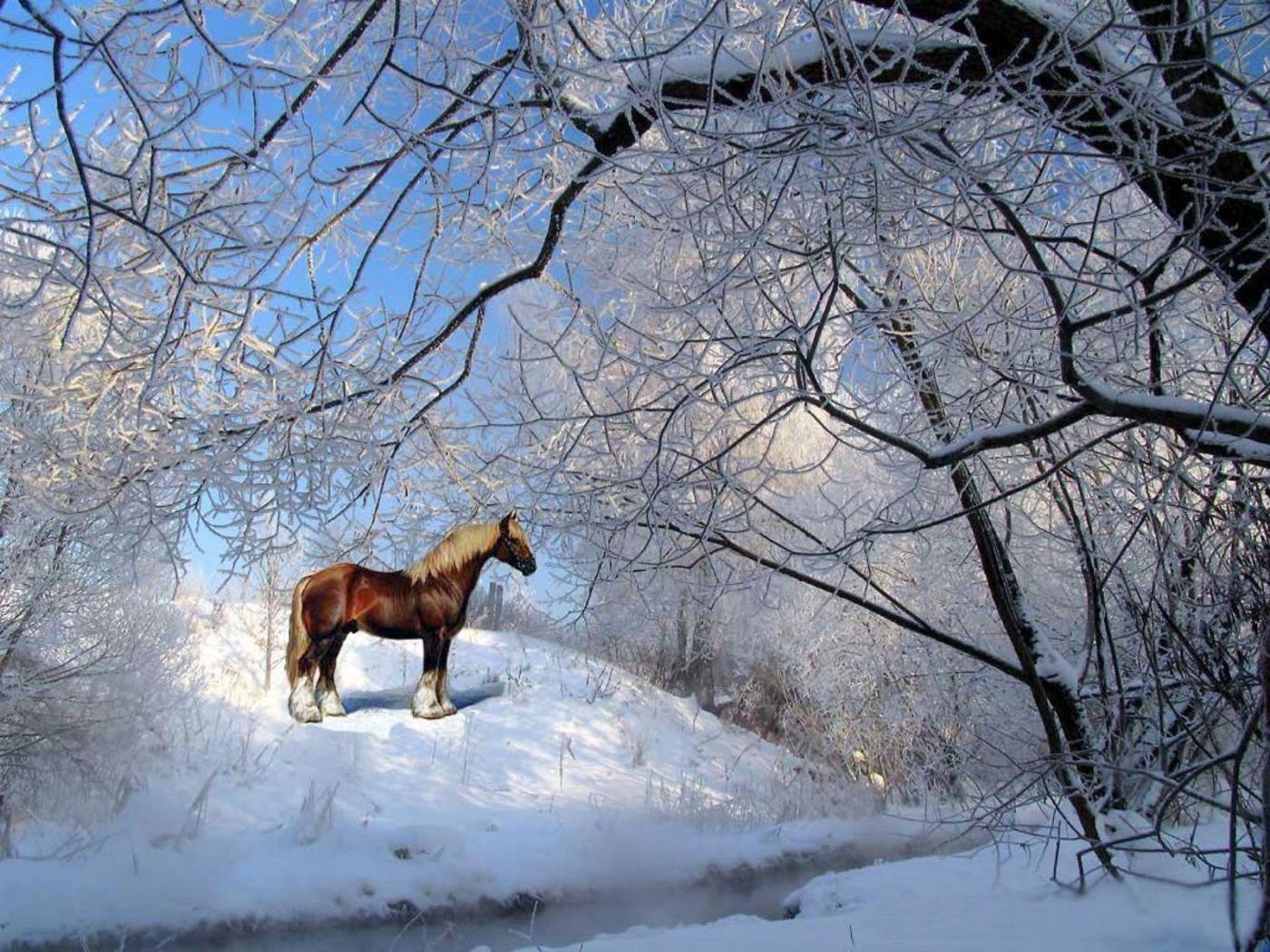 1400x1050 Winter Horses Picture Wallpaper .
