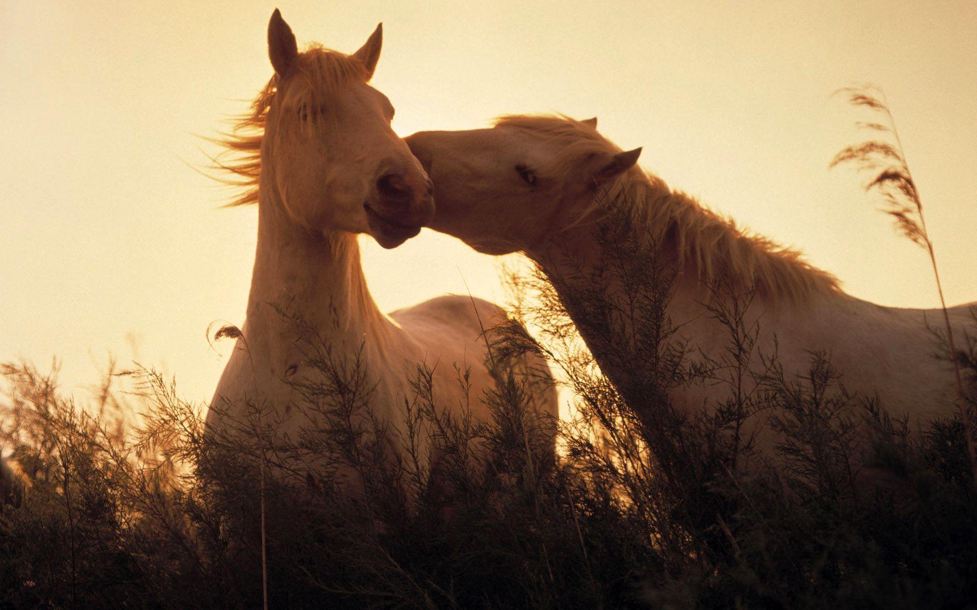 1920x1200 Horse wallpaper, Horses, Beautiful