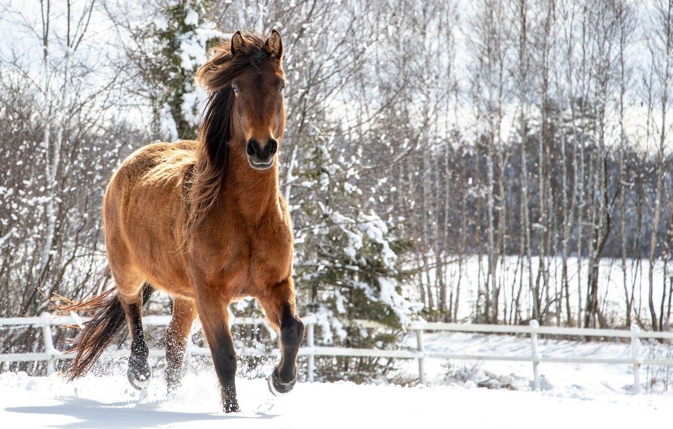 1332x850 Wallpaper winter, snow, horse image for desktop, section животные