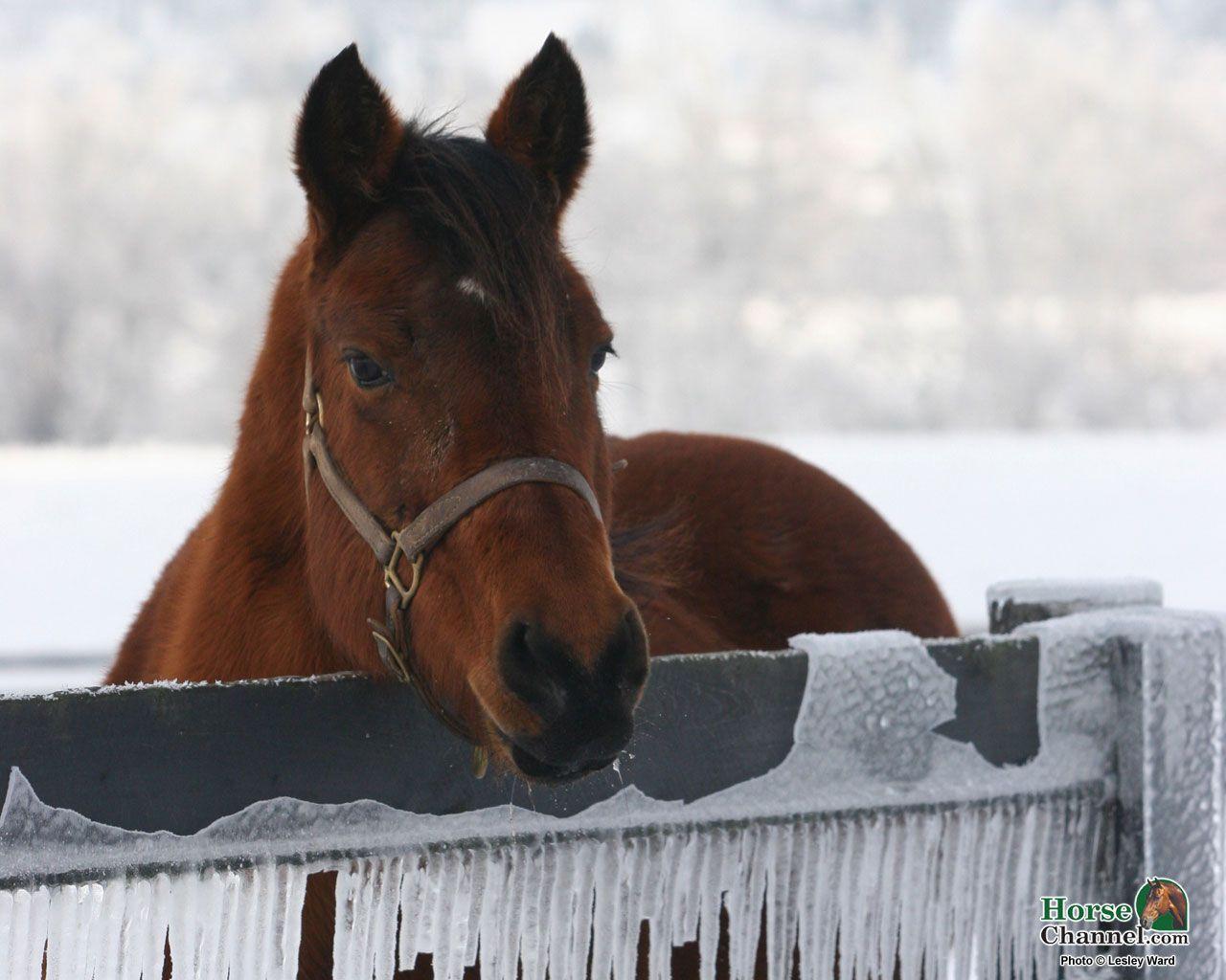 1280x1024 Winter Equine Screensaver and .