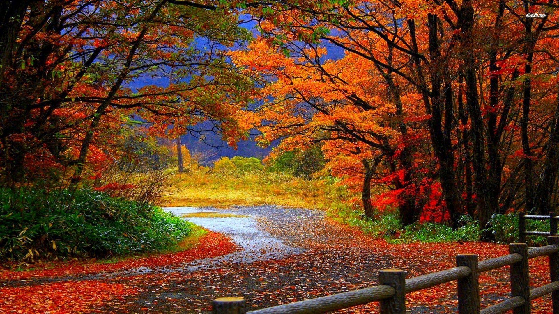 Autumn Trail Wallpapers Top Free Autumn Trail Backgrounds Wallpaperaccess
