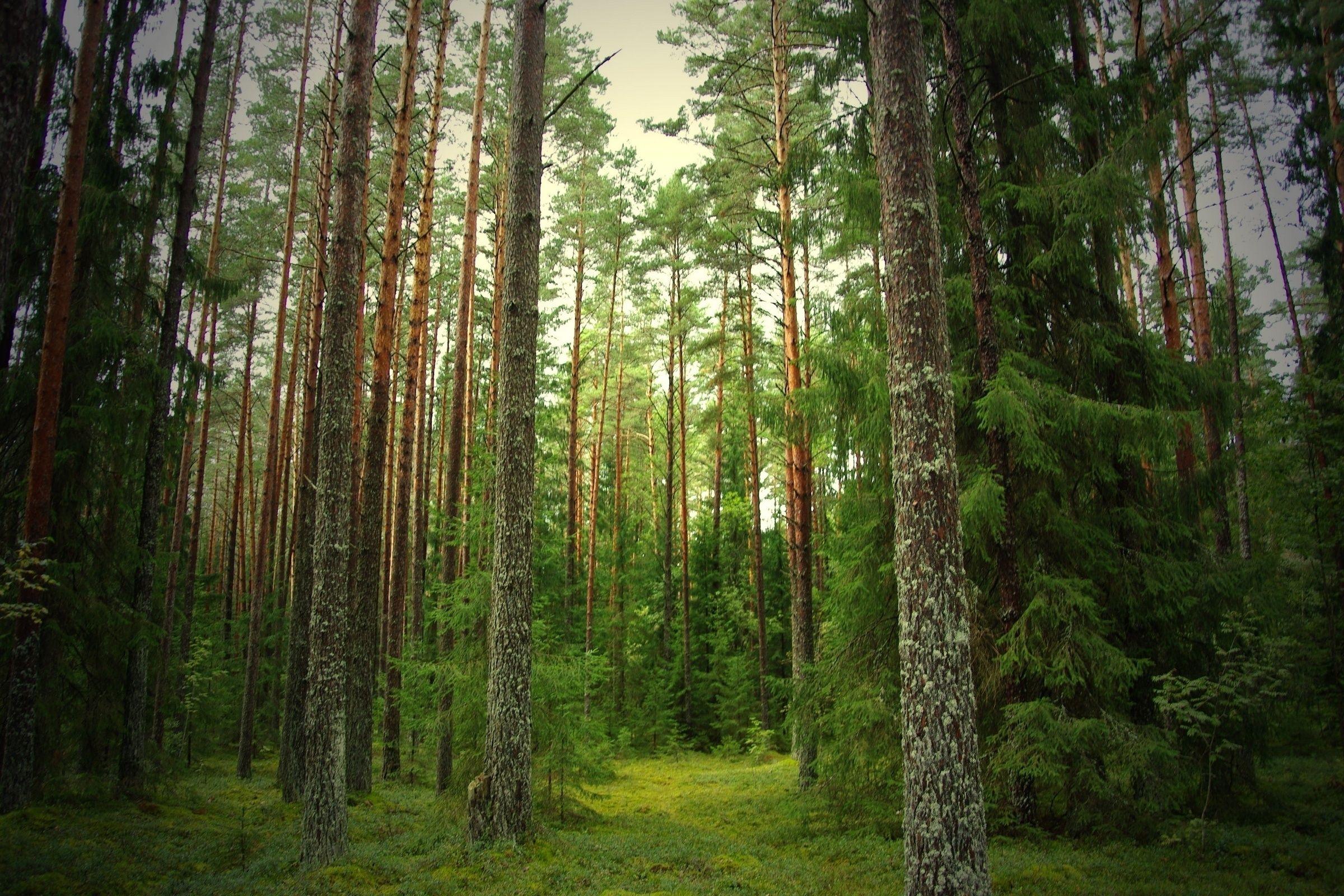 2400x1600 Pine Tree