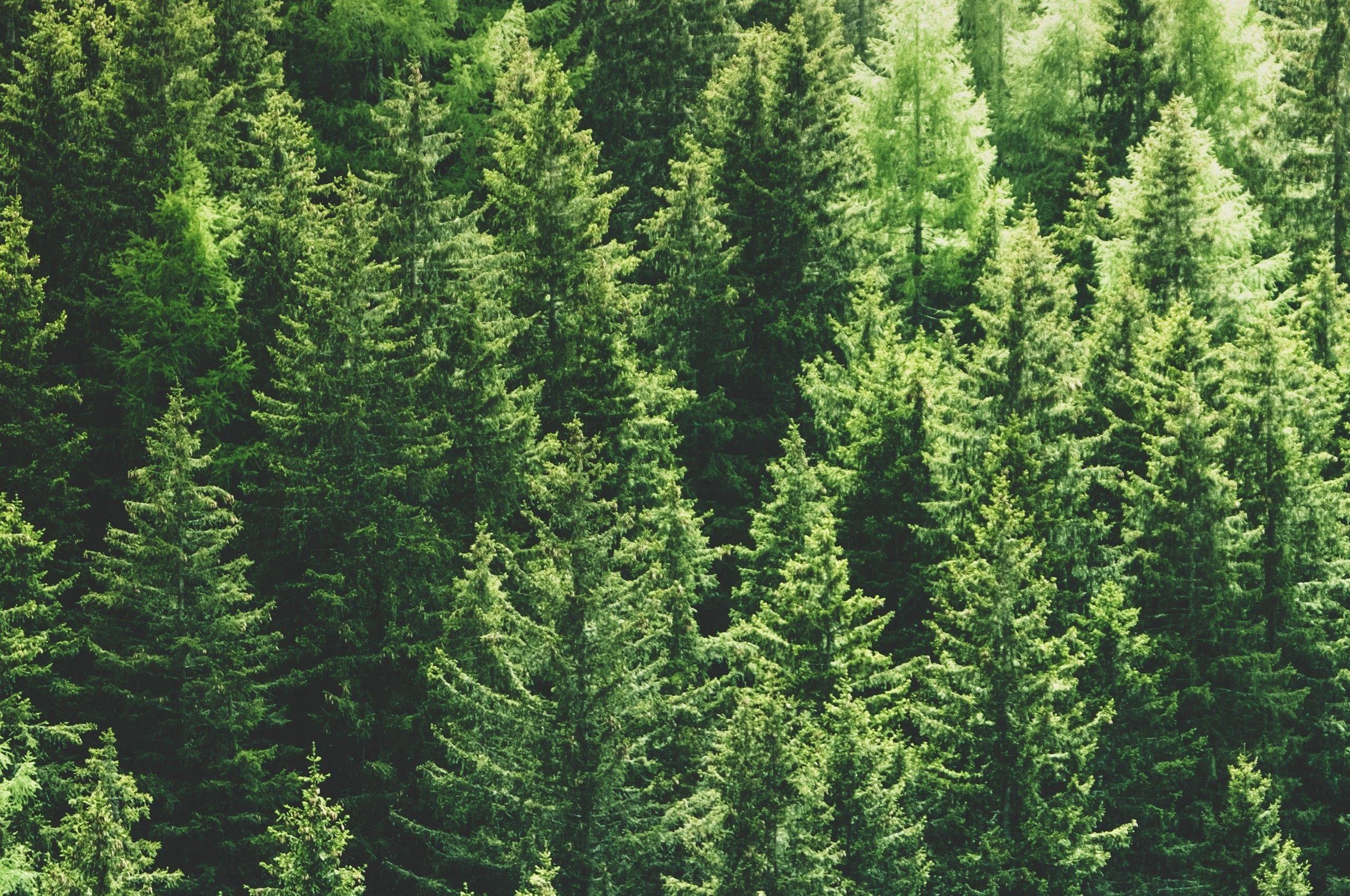 2560x1700 Download 2560x1700 Pine Trees, Forest .