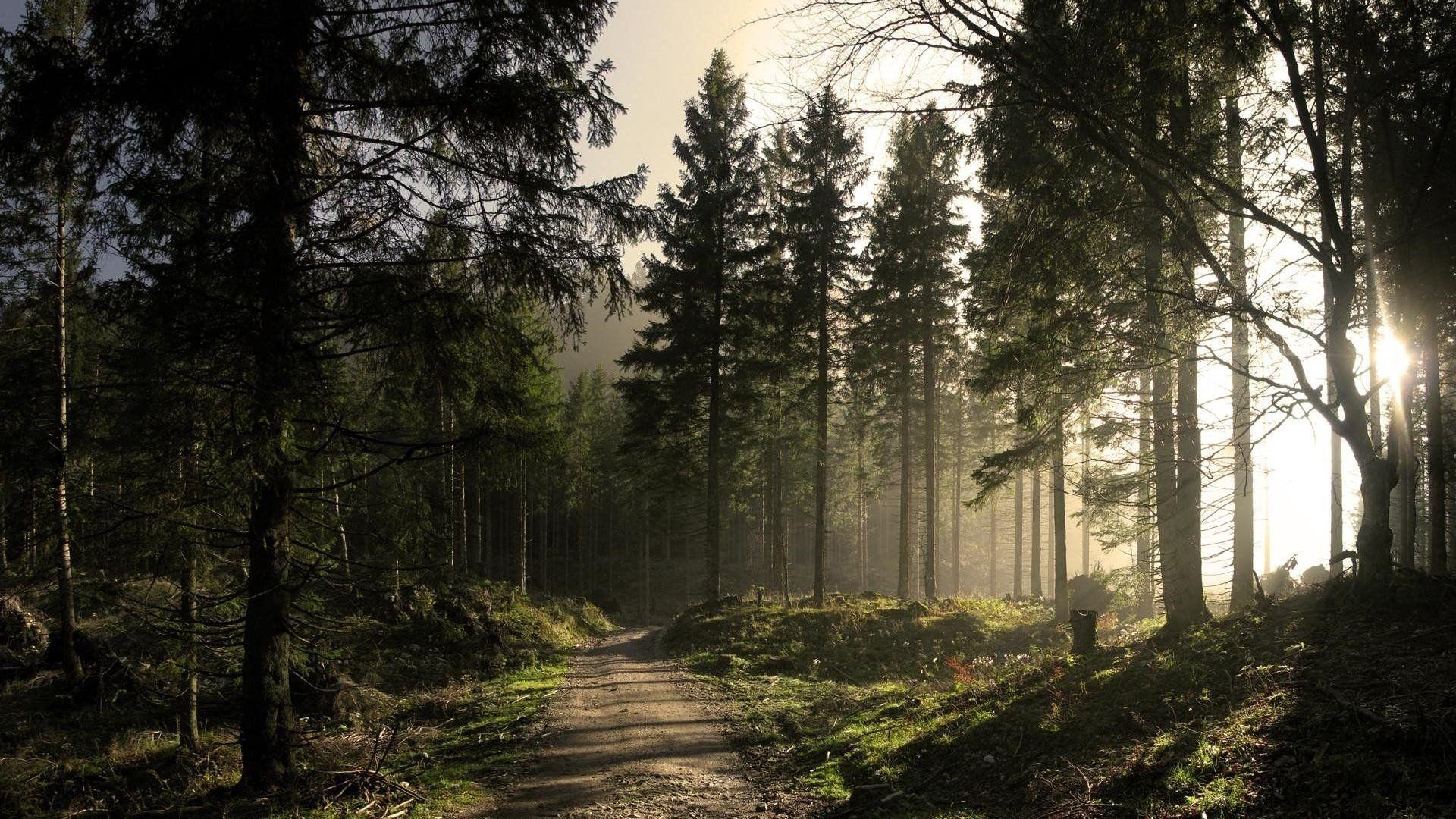 1920x1080 Free download 64 Pine Tree Wallpaper .