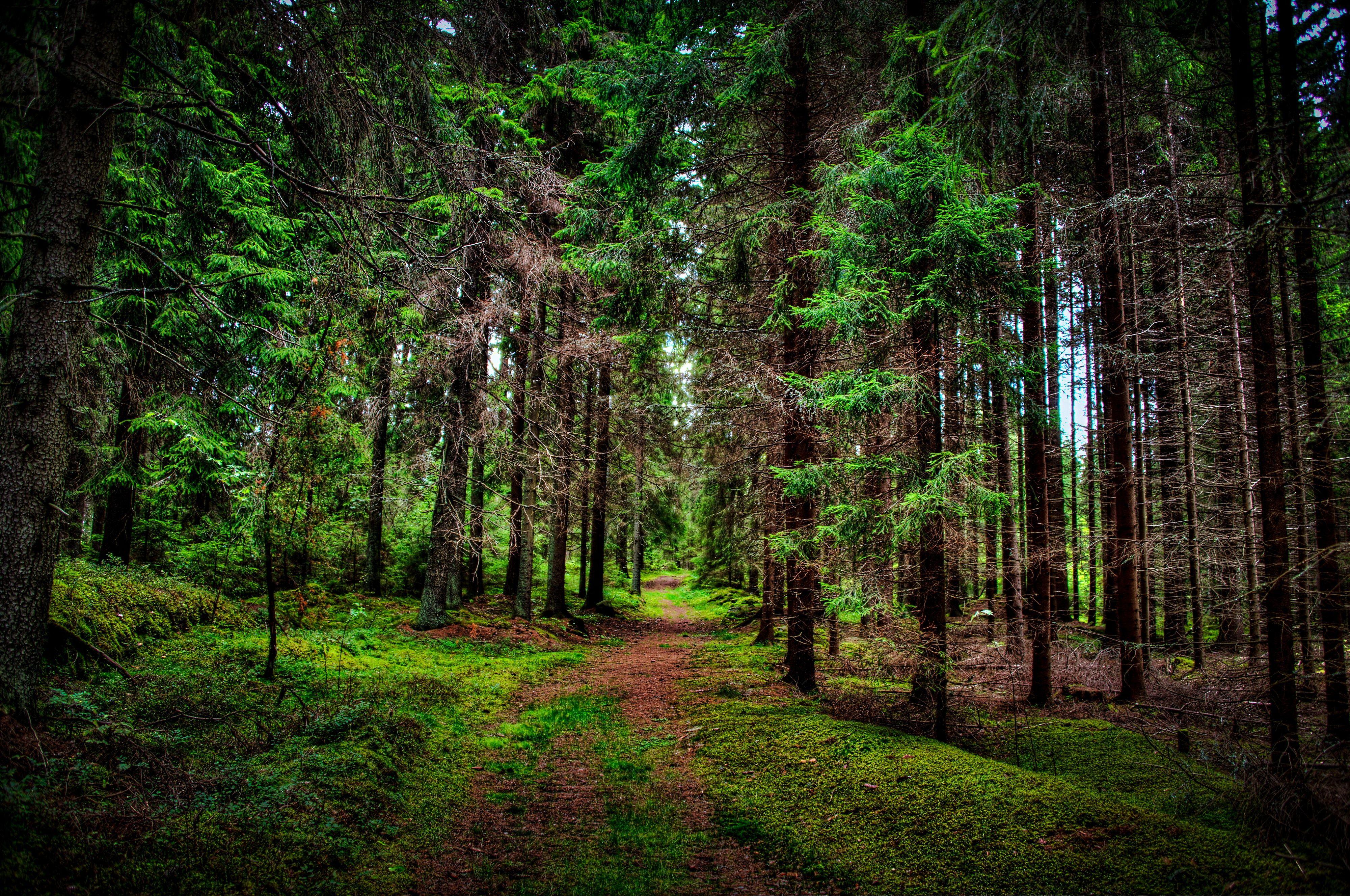 4000x2655 Pine Tree Forest Background .itl.cat