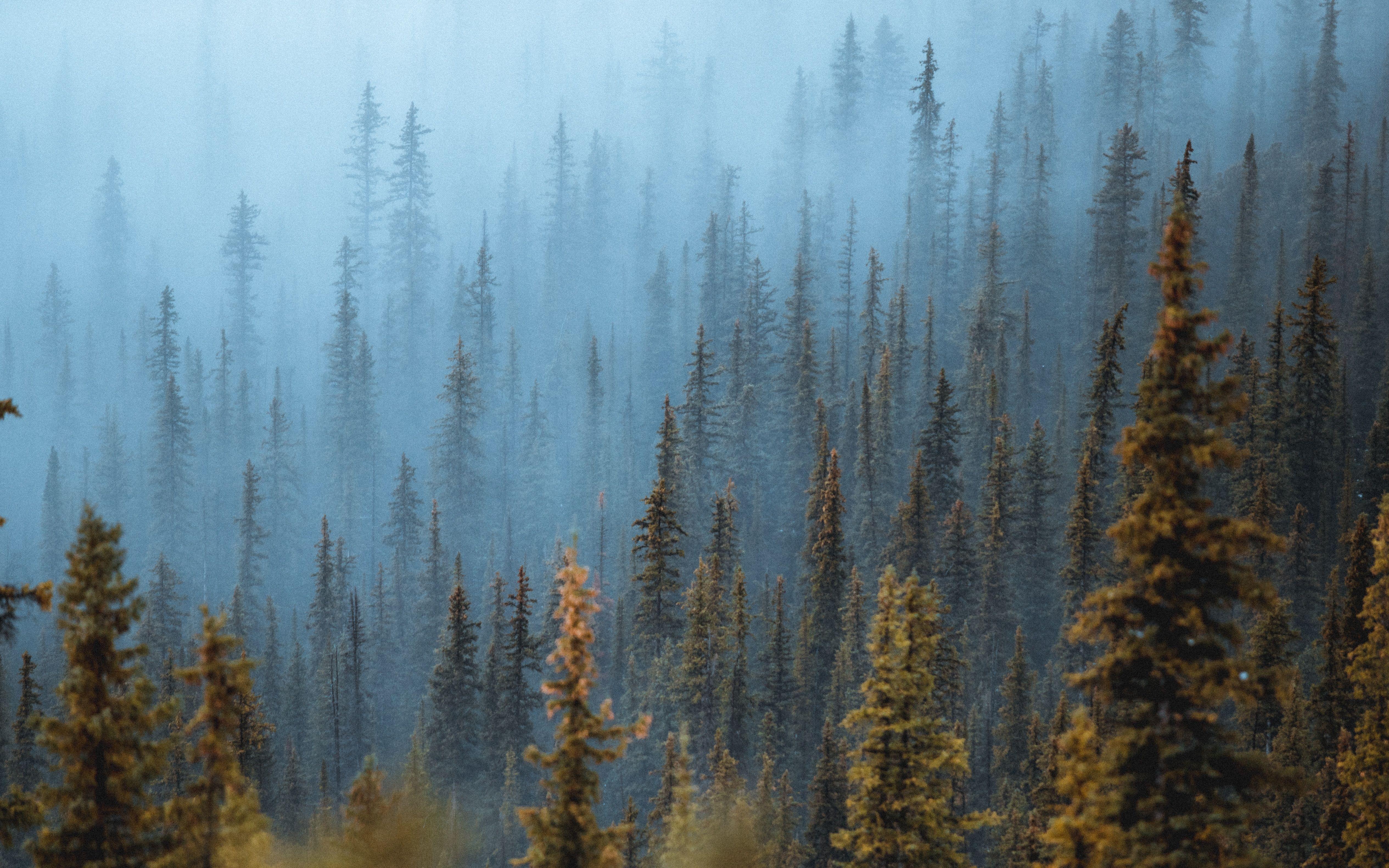 5060x3163 Pine Trees Fog Forest 5k, HD Nature, 4k Wallpaper, Image, Background, Photo and Picture