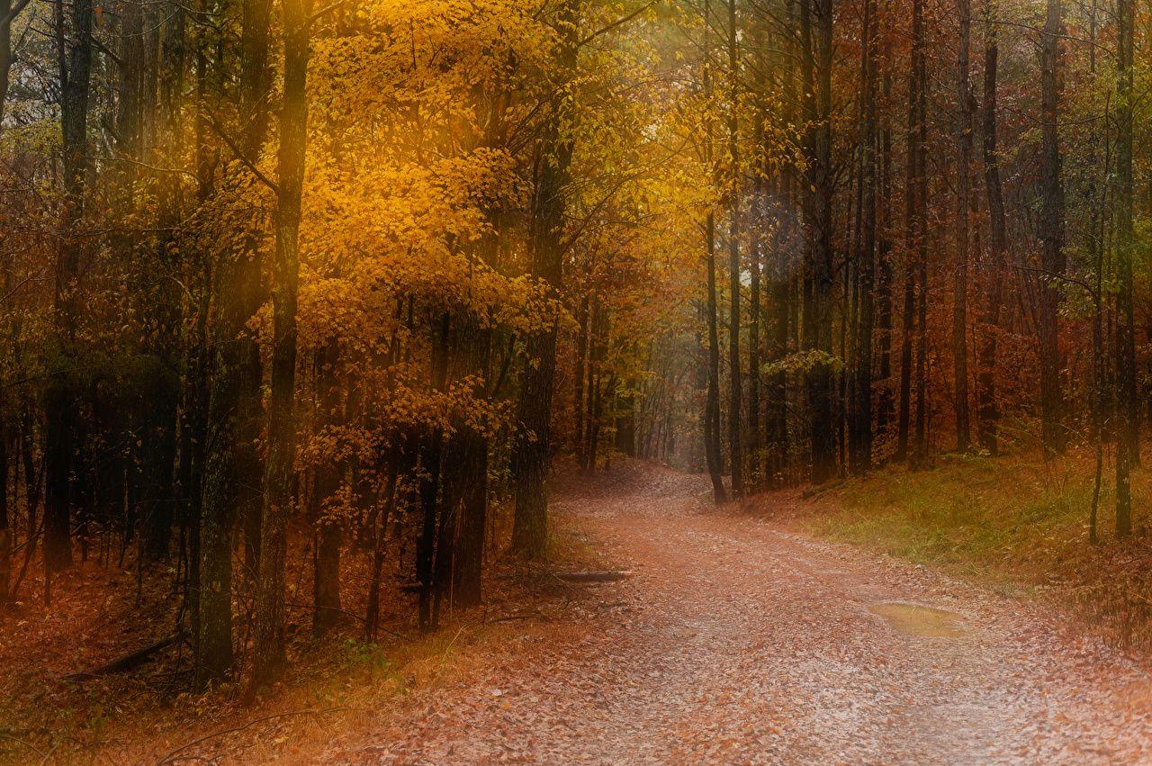 1280x851 Desktop Wallpaper Trail Autumn Nature .