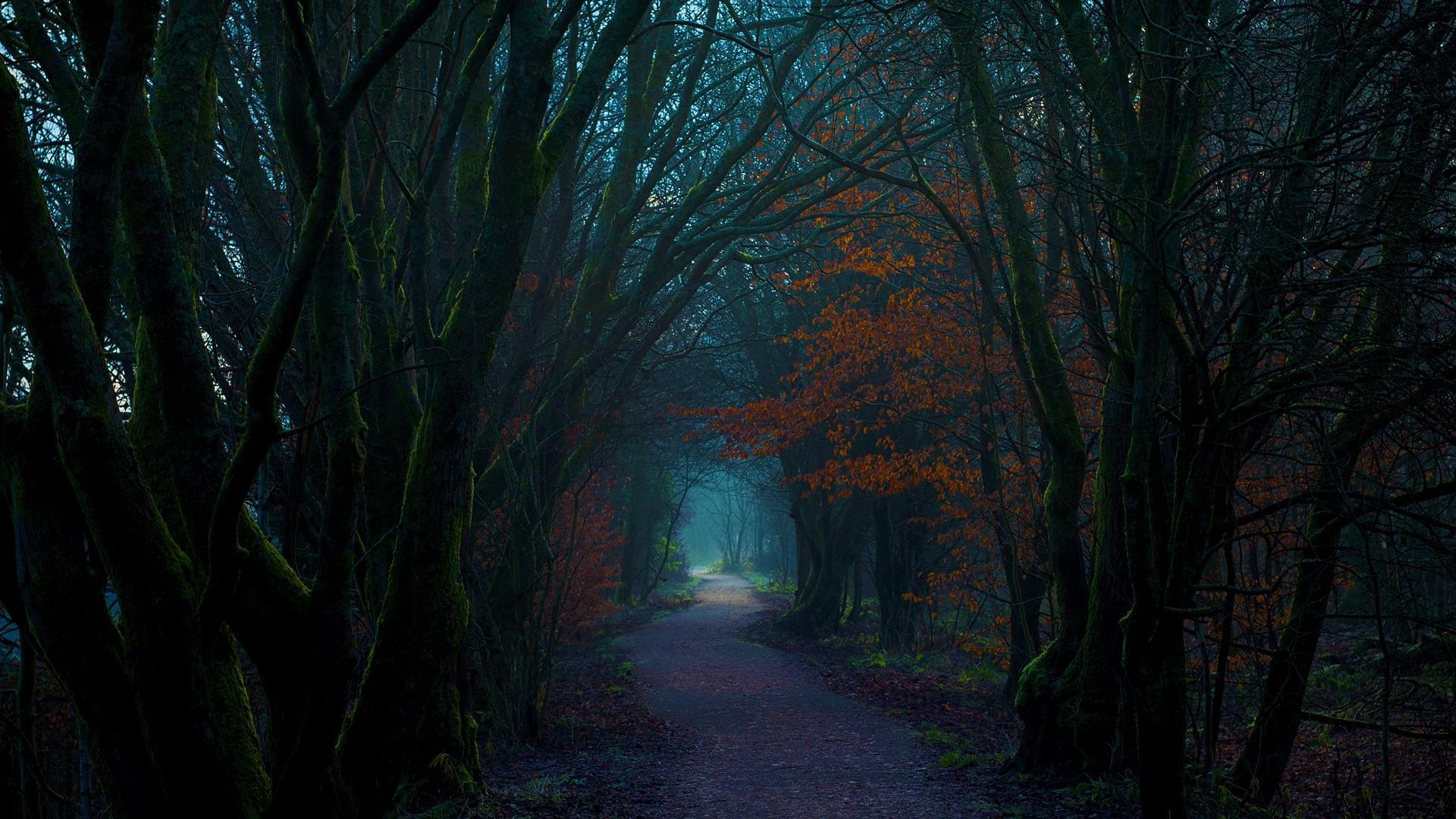 1920x1080 Dark Autumn Forest Wallpaper .