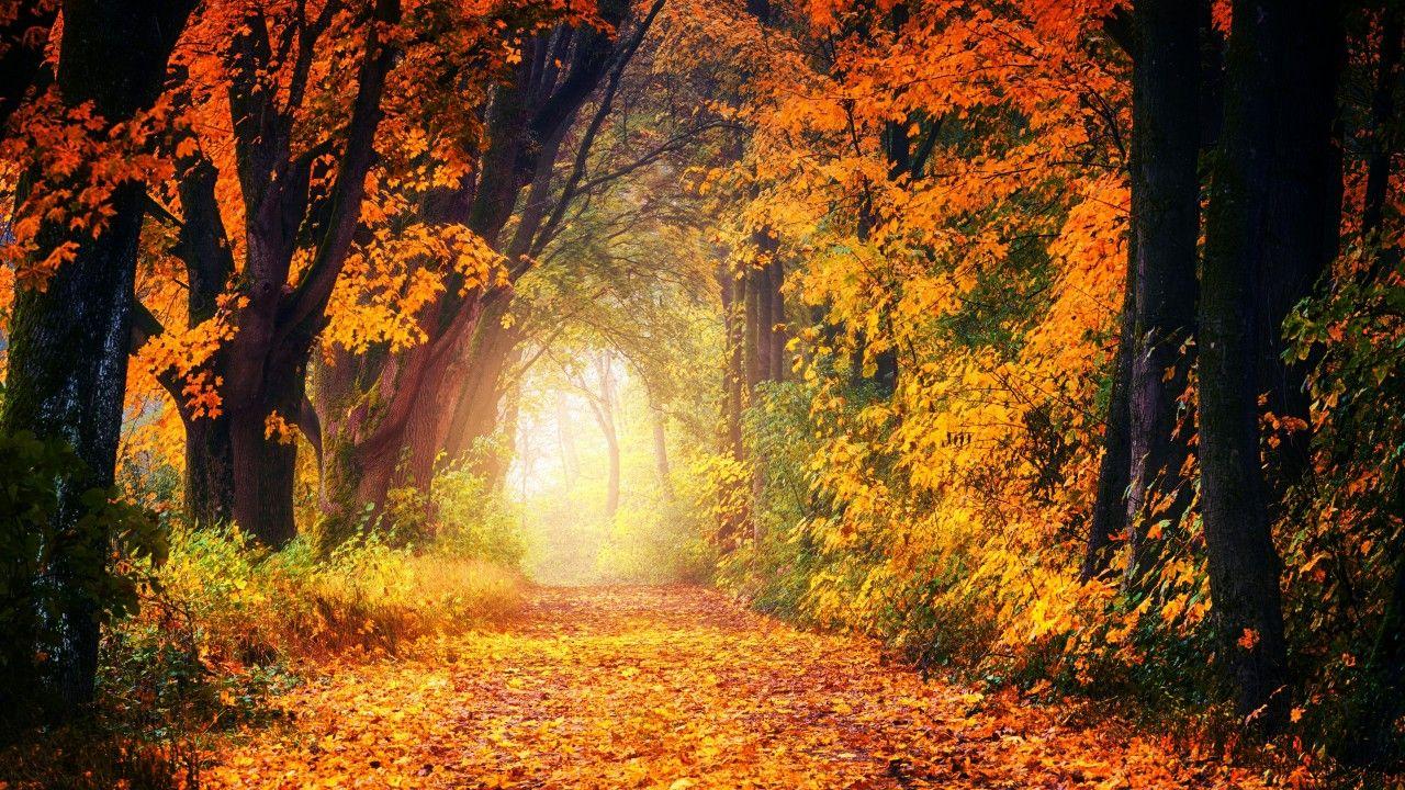 1280x720 Autumn Forest Path K K Wallpaper .